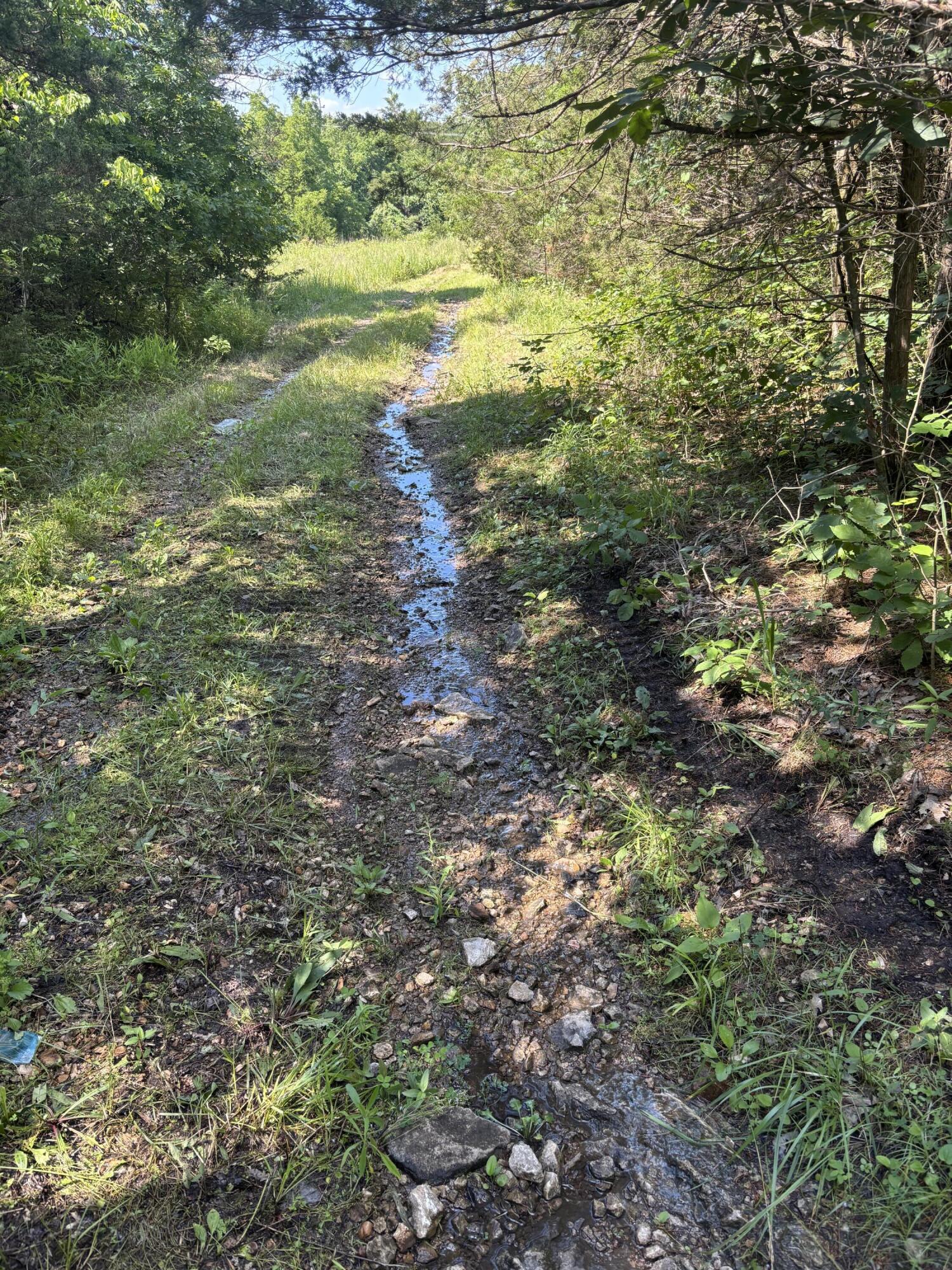 Photo 10 - Land for sale – 000  Highway T   Weaubleau, MO