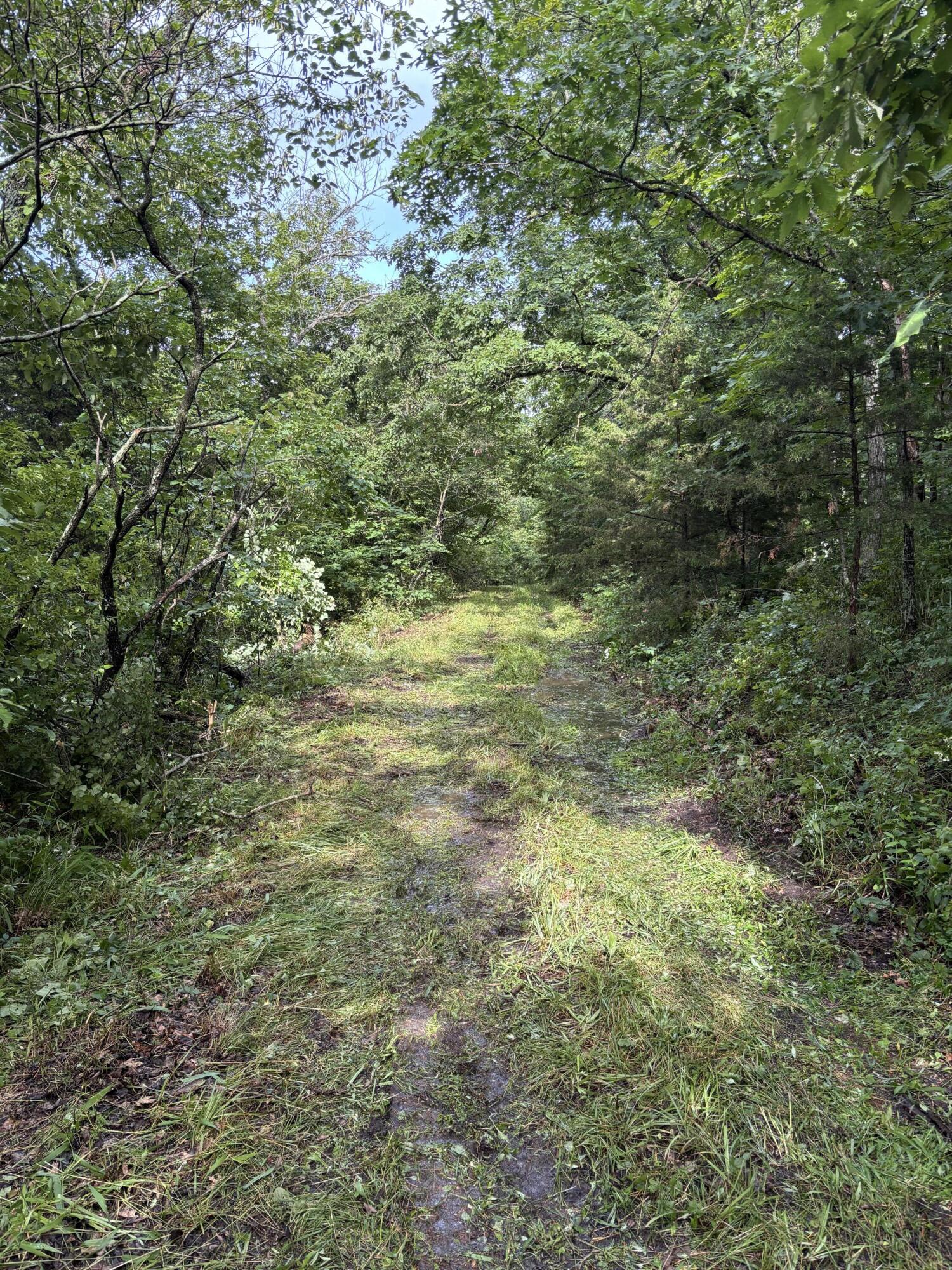 Photo 8 - Land for sale – 000  Highway T   Weaubleau, MO