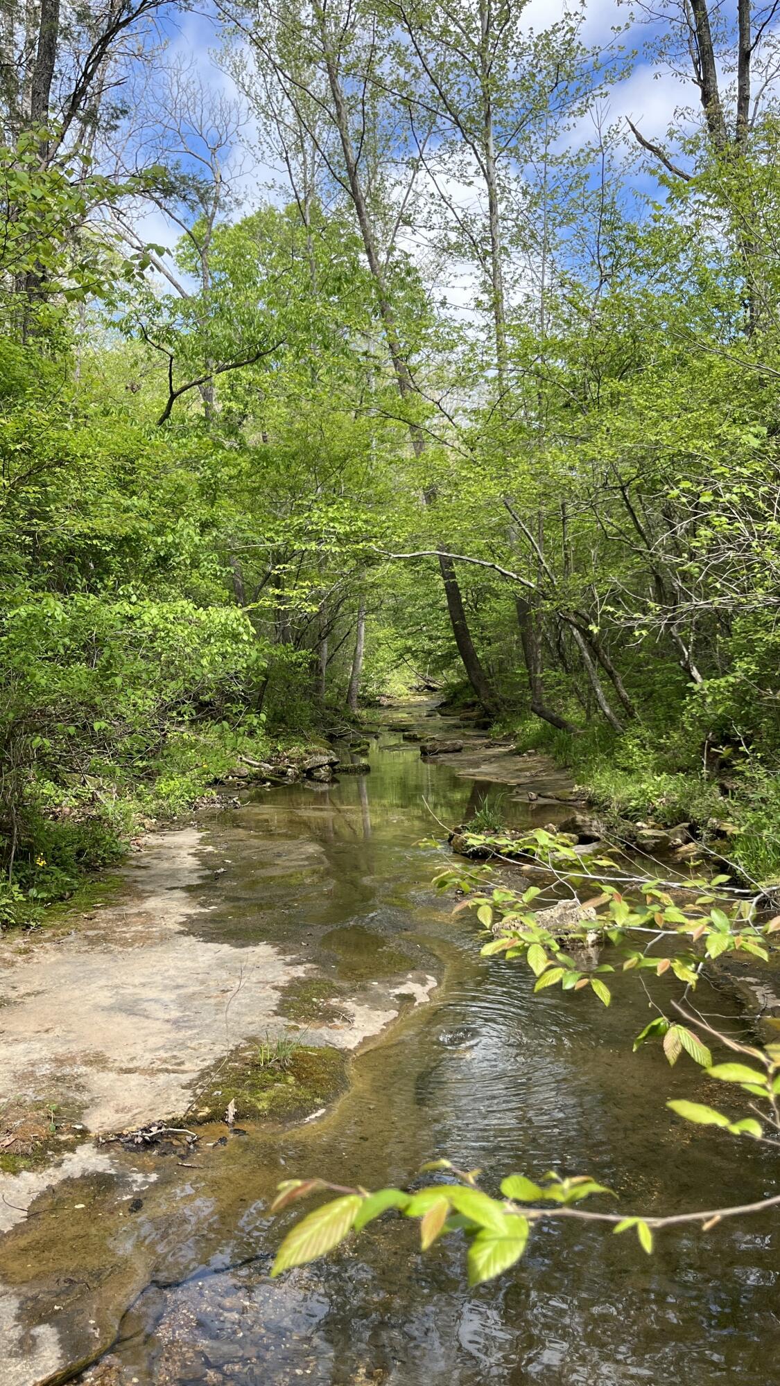 Photo 15 - Land for sale – 000  County Road 350   Drury, MO