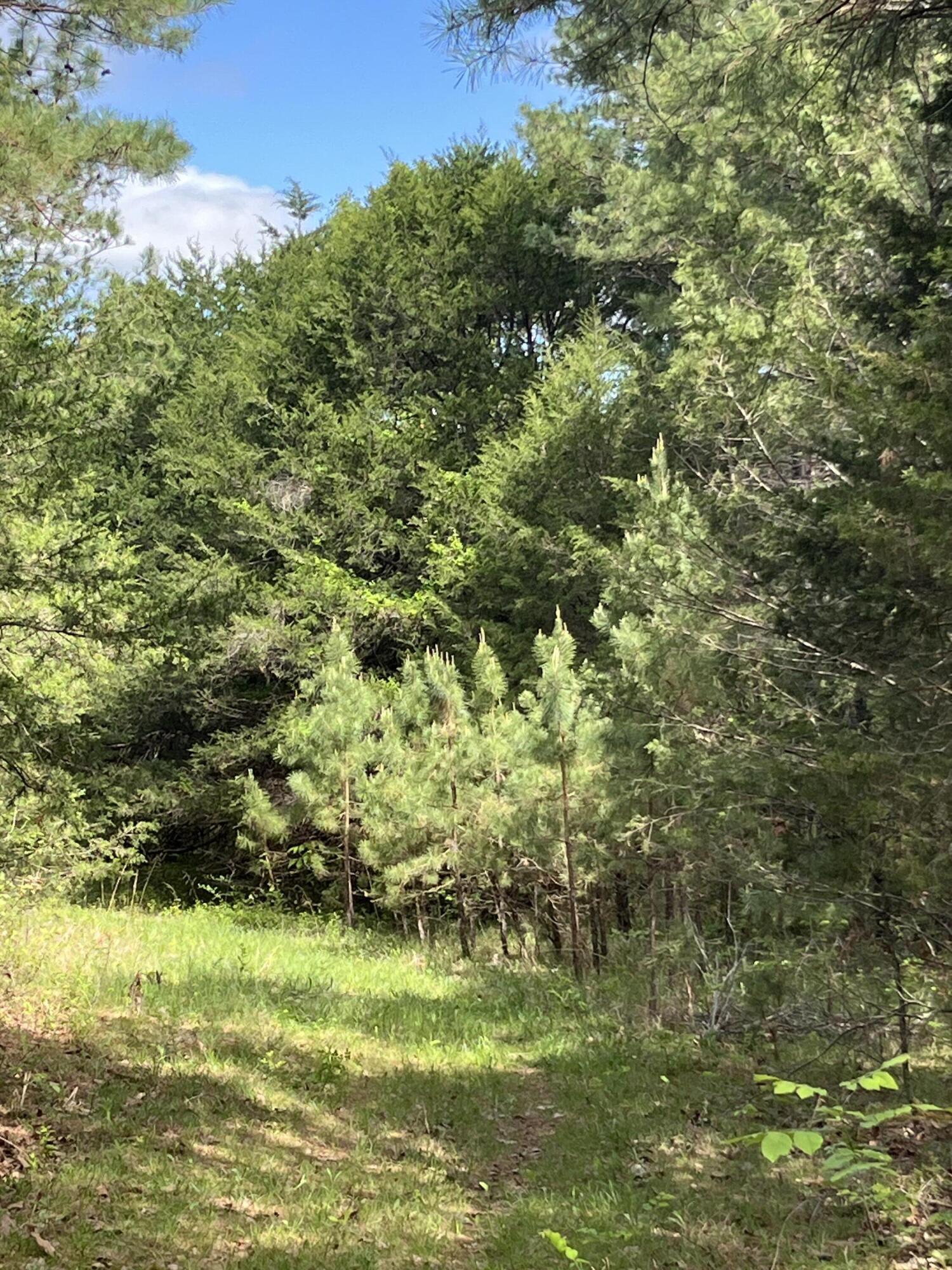 Photo 9 - Land for sale – 000  County Road 350   Drury, MO