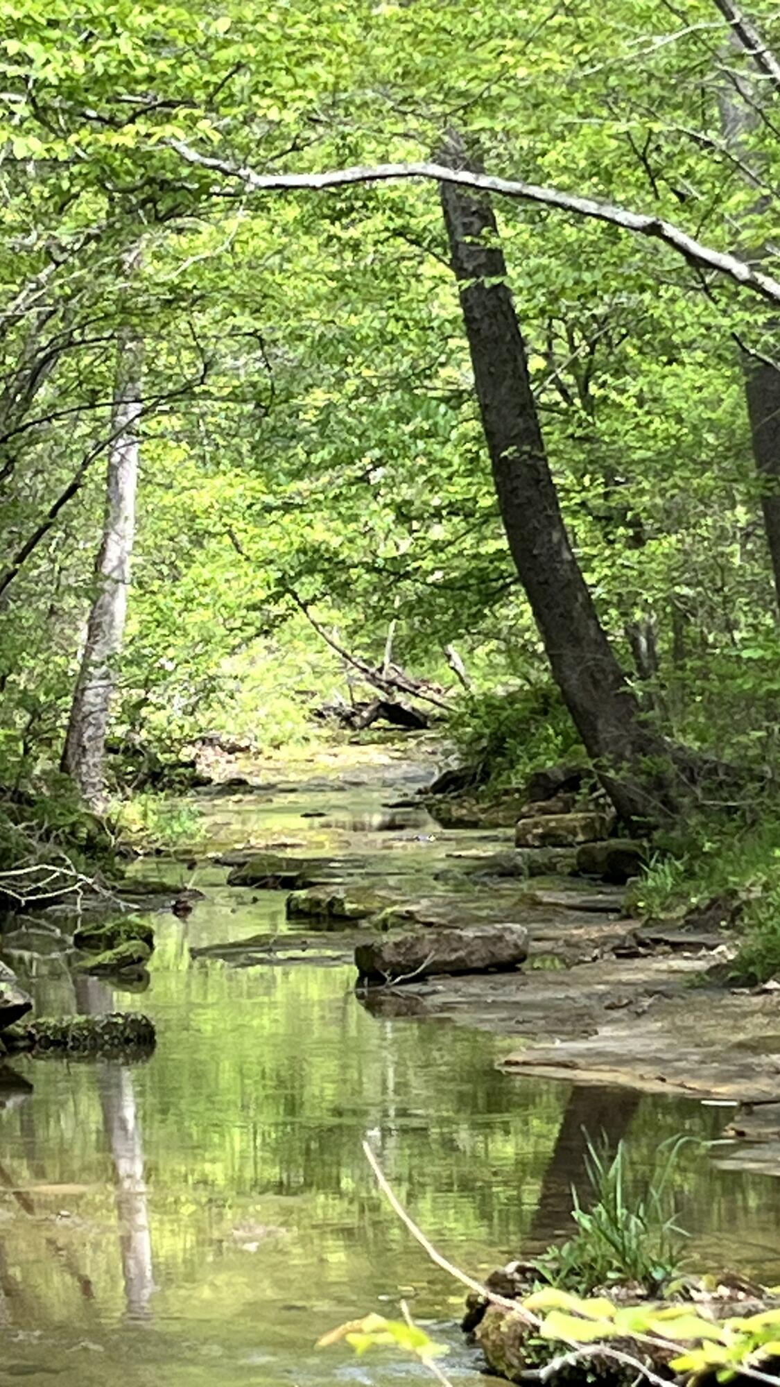 Photo 14 - Land for sale – 000  County Road 350   Drury, MO