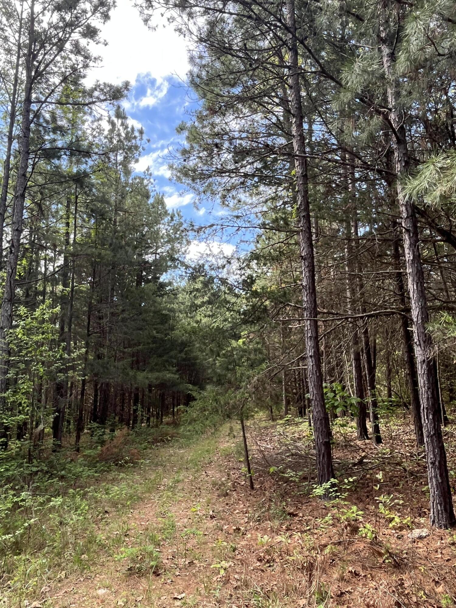 Photo 8 - Land for sale – 000  County Road 350   Drury, MO