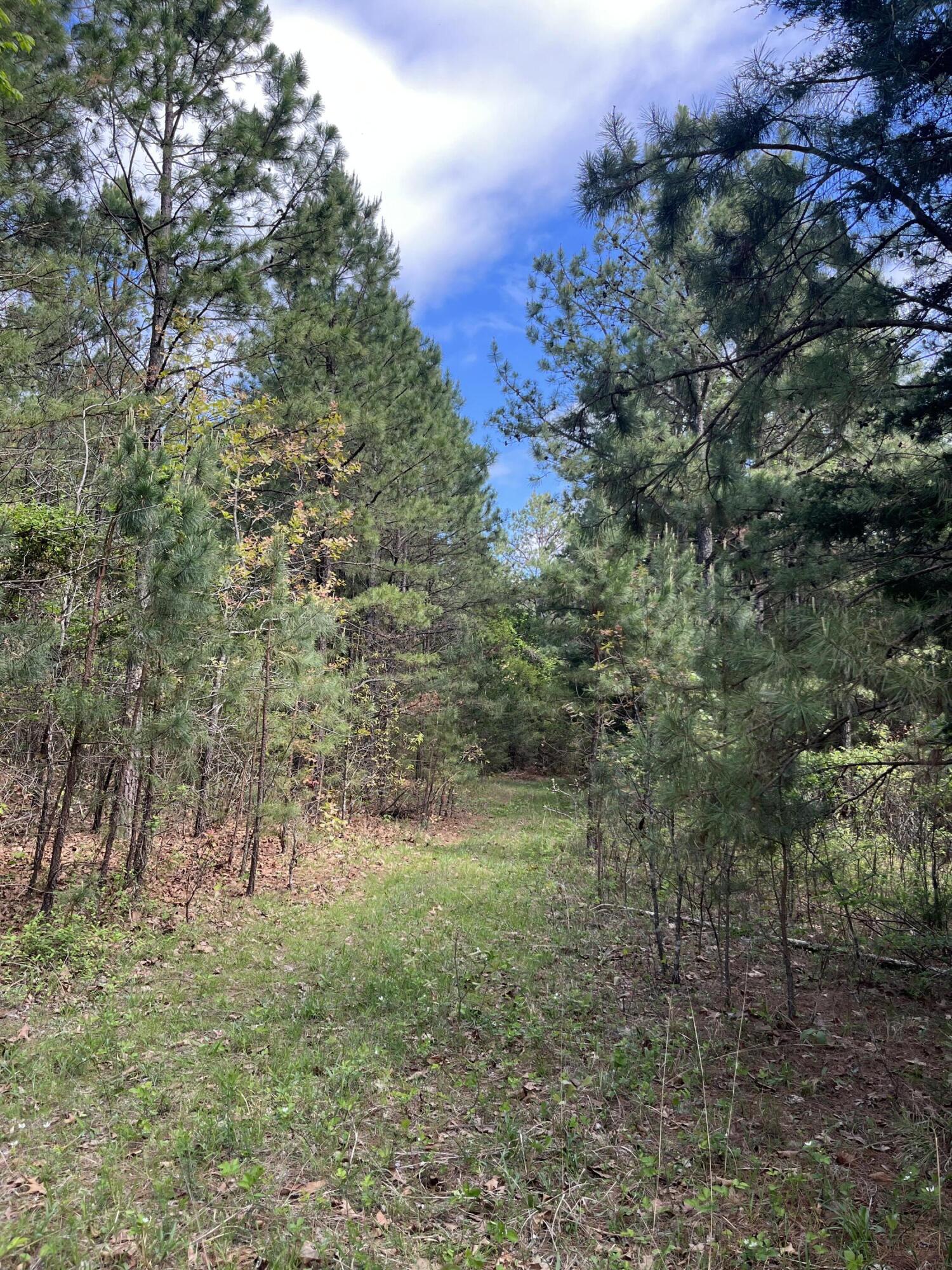Photo 7 - Land for sale – 000  County Road 350   Drury, MO