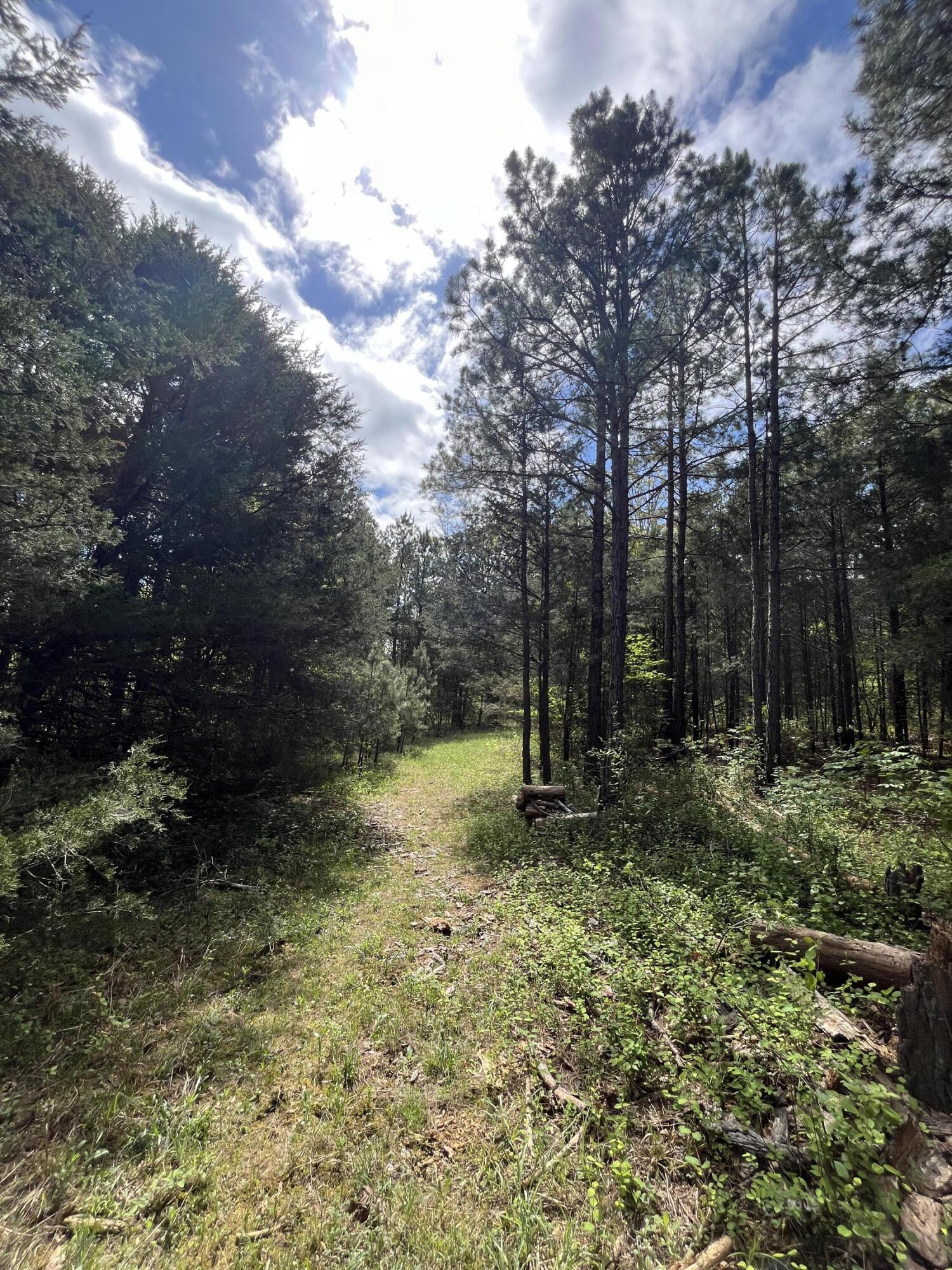 Photo 6 - Land for sale – 000  County Road 350   Drury, MO