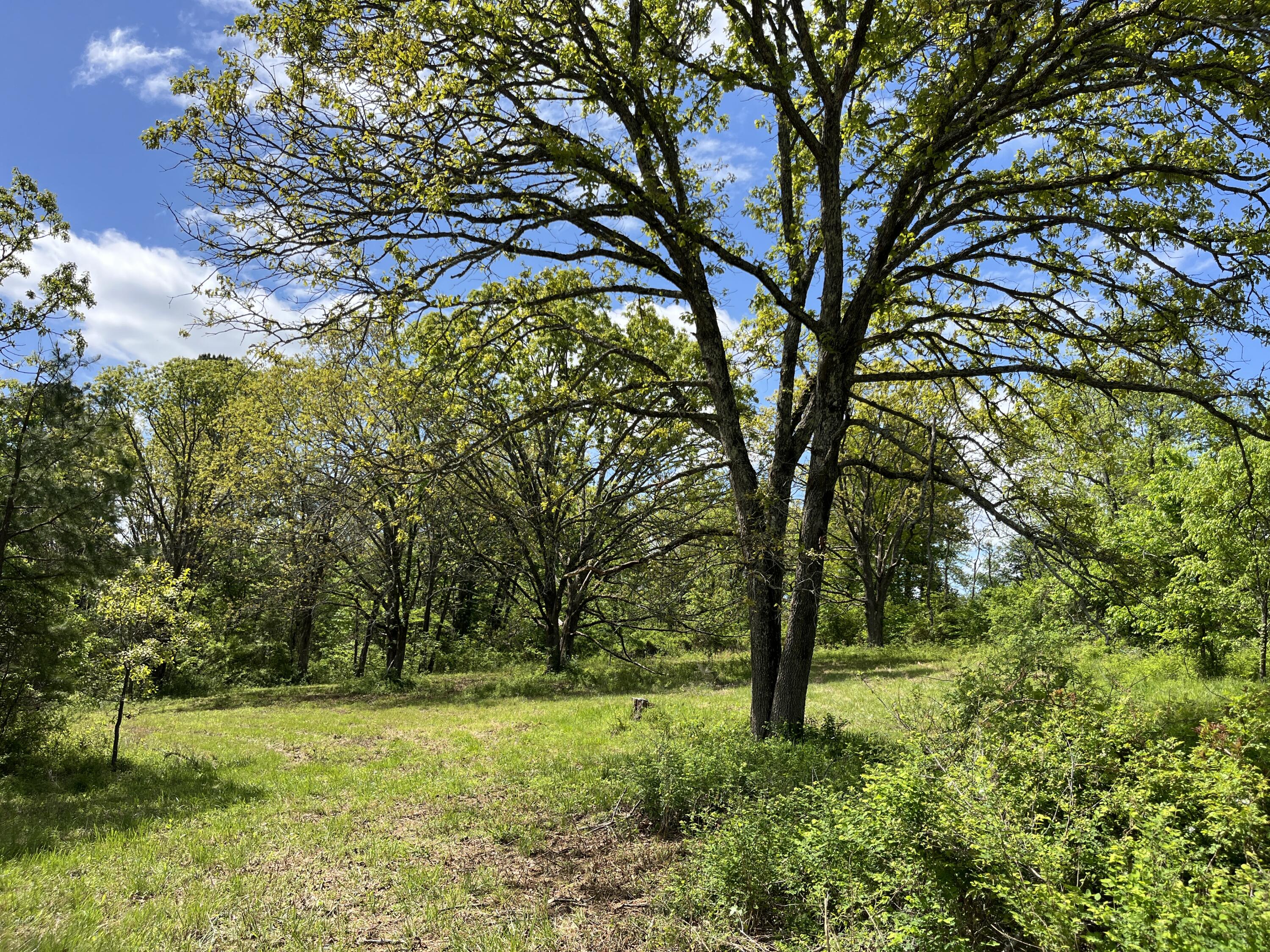 Photo 10 - Land for sale – 000  County Road 350   Drury, MO