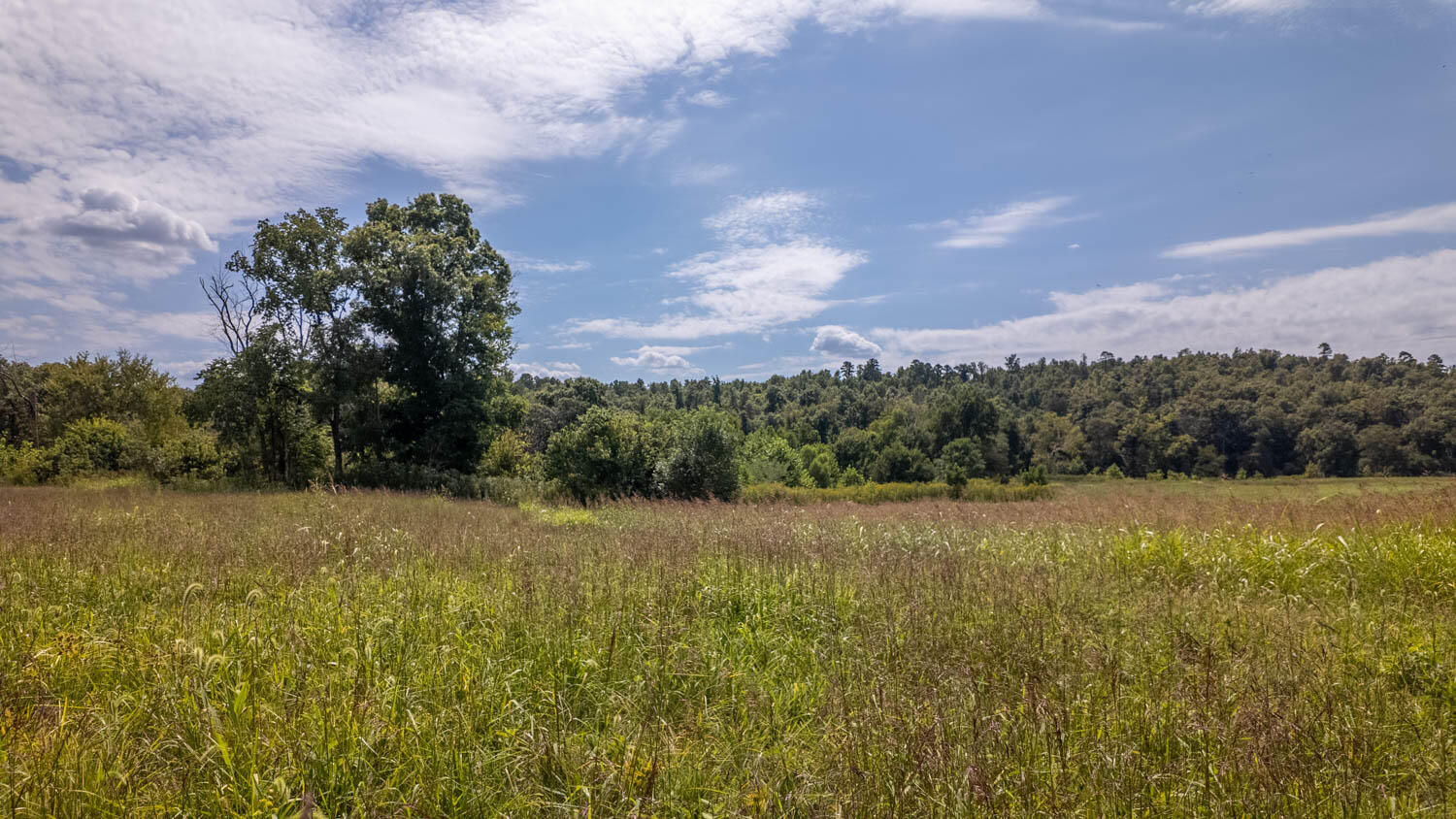 Photo 30 - Land for sale – Tbd  County Road 443   Birch Tree, MO