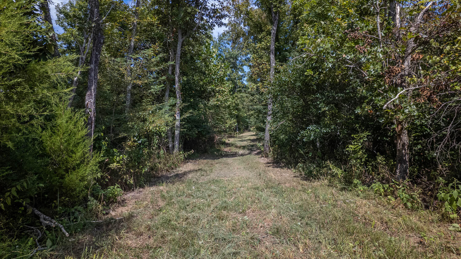 Photo 23 - Land for sale – Tbd  County Road 443   Birch Tree, MO