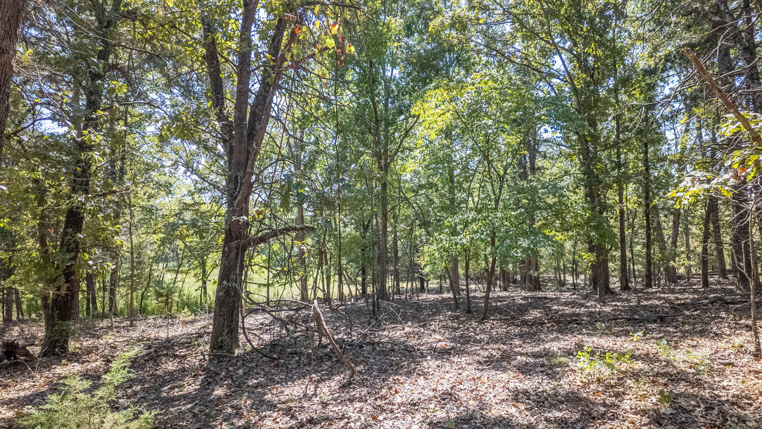 Photo 44 - Land for sale – Tbd  County Road 443   Birch Tree, MO