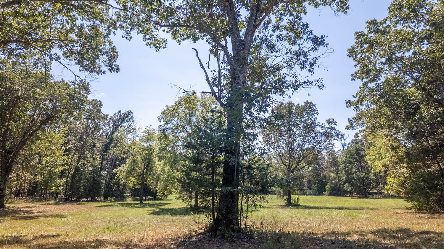 Photo 38 - Land for sale – Tbd  County Road 443   Birch Tree, MO