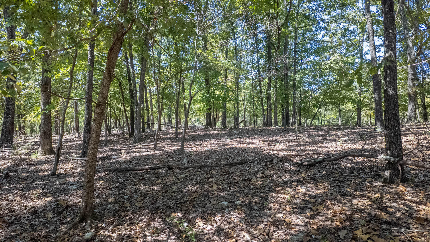 Photo 42 - Land for sale – Tbd  County Road 443   Birch Tree, MO