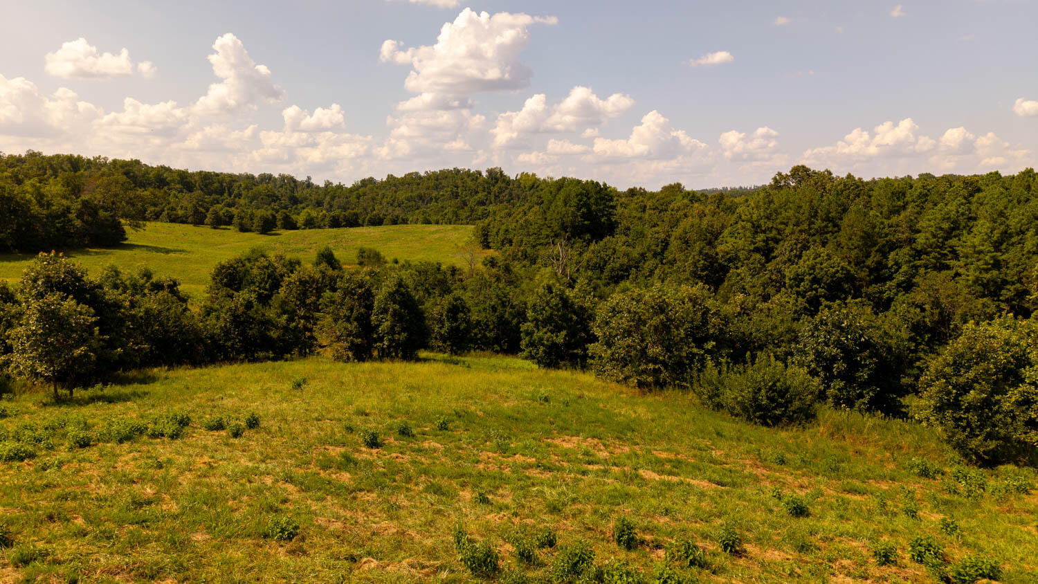 Photo 84 - Land for sale – Tbd  County Road 443   Birch Tree, MO