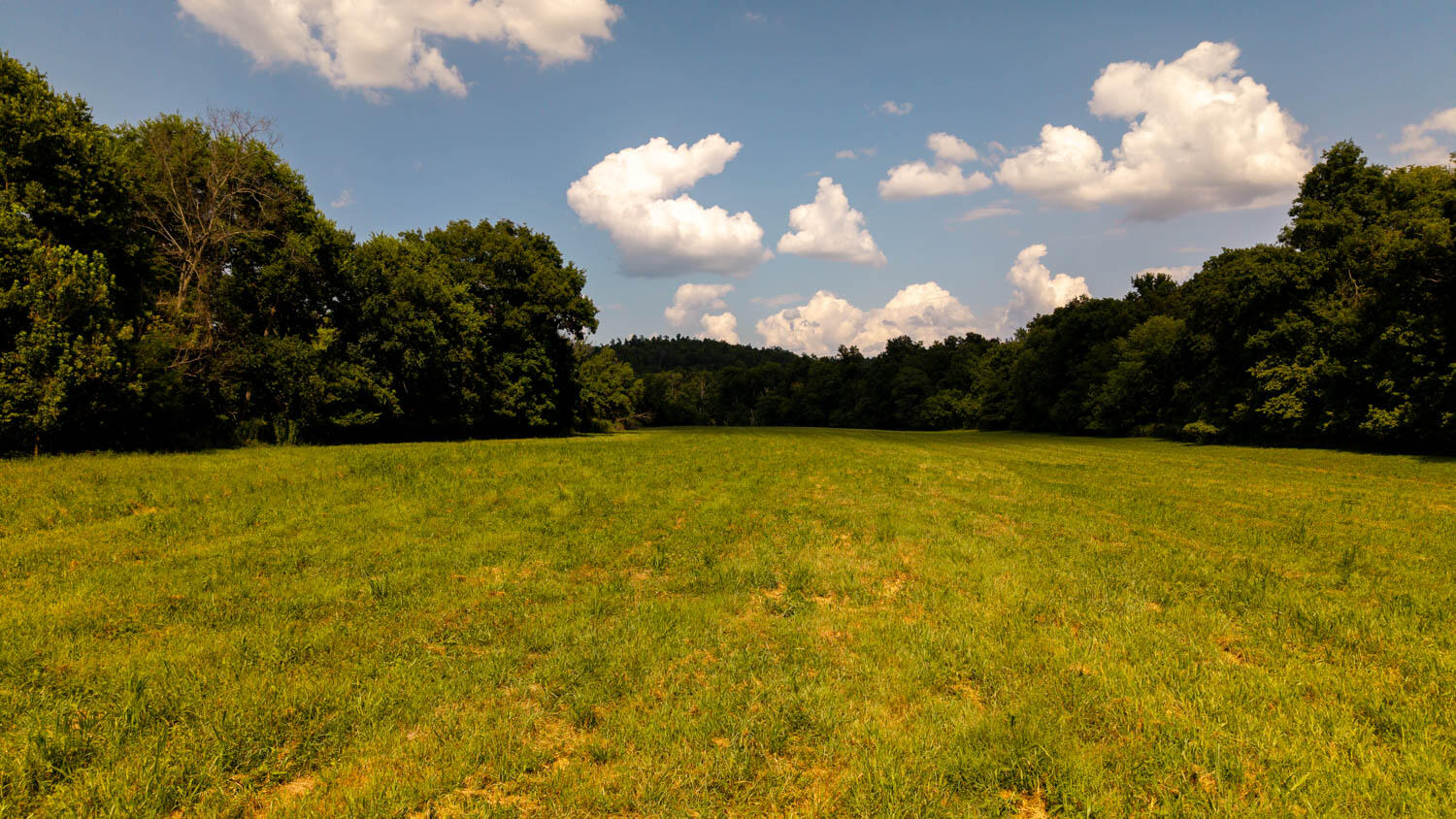 Photo 99 - Land for sale – Tbd  County Road 443   Birch Tree, MO