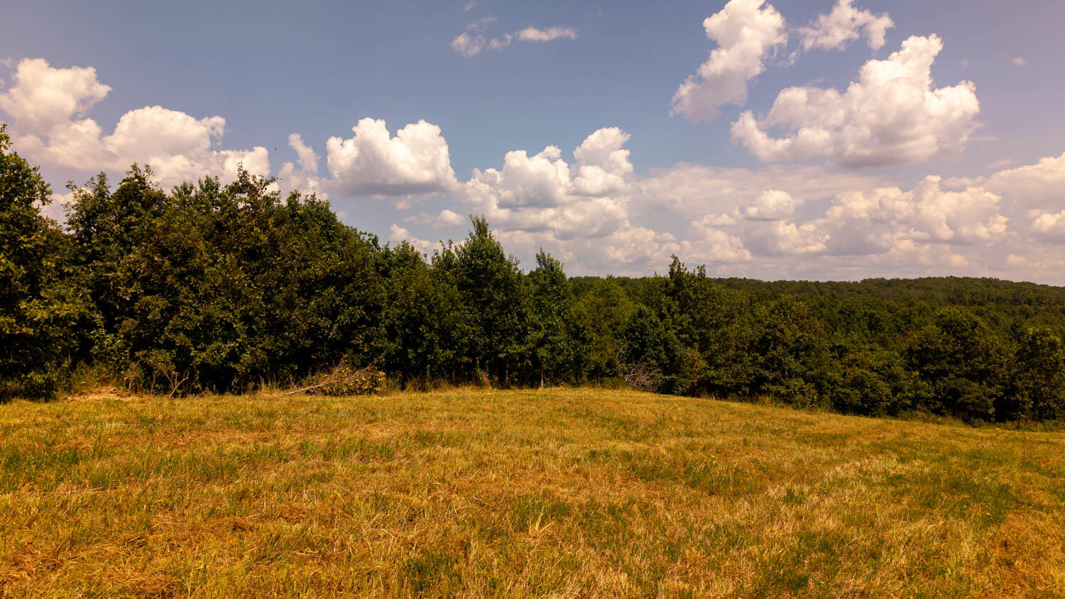 Photo 55 - Land for sale – Tbd  County Road 443   Birch Tree, MO