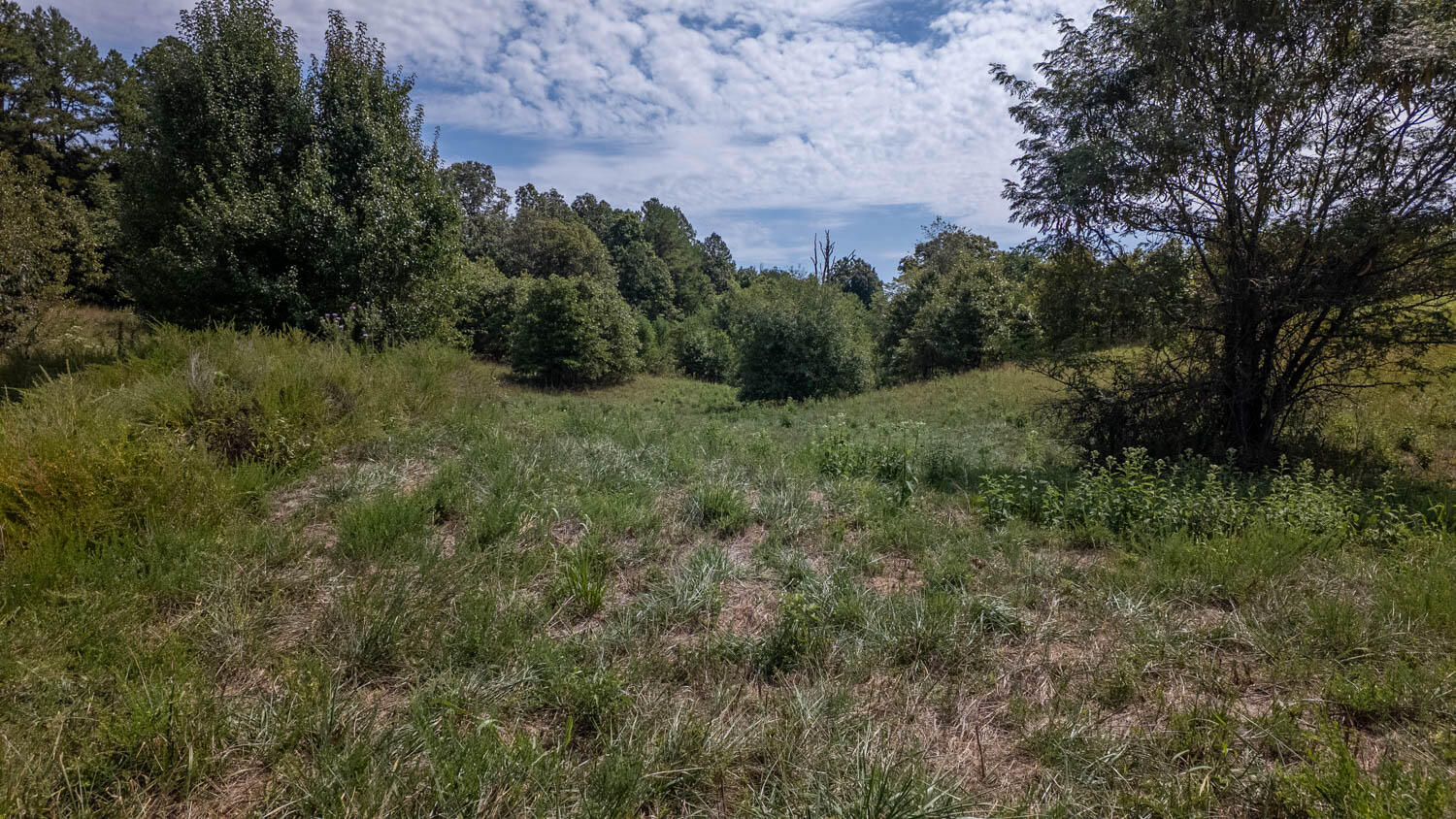 Photo 25 - Land for sale – Tbd  County Road 443   Birch Tree, MO