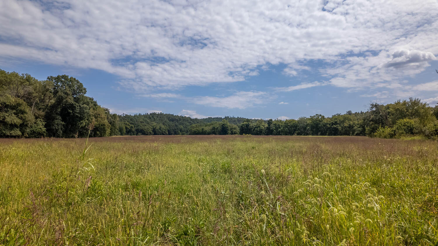 Photo 31 - Land for sale – Tbd  County Road 443   Birch Tree, MO