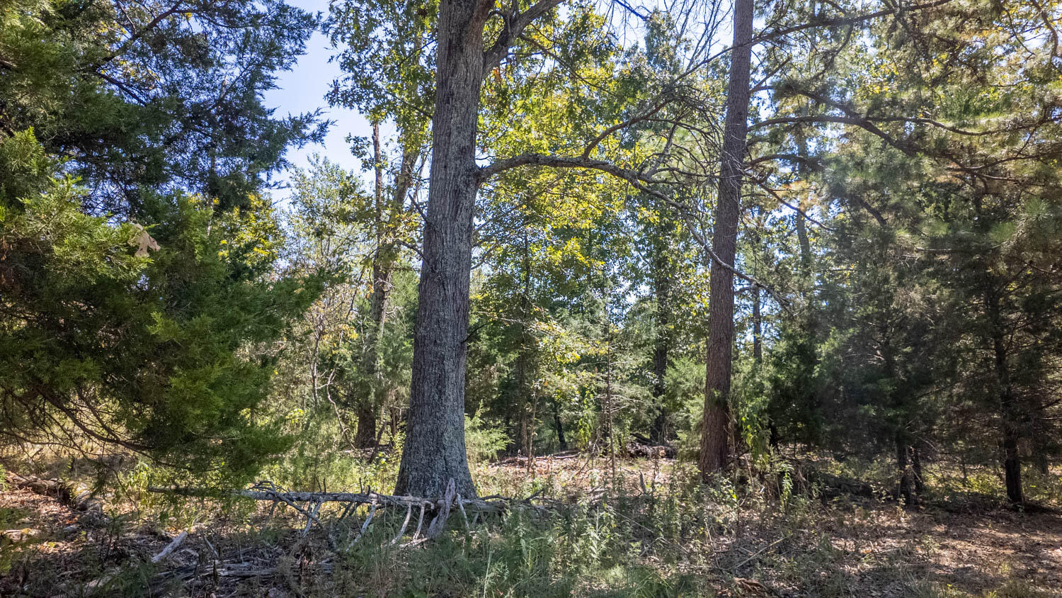 Photo 39 - Land for sale – Tbd  County Road 443   Birch Tree, MO