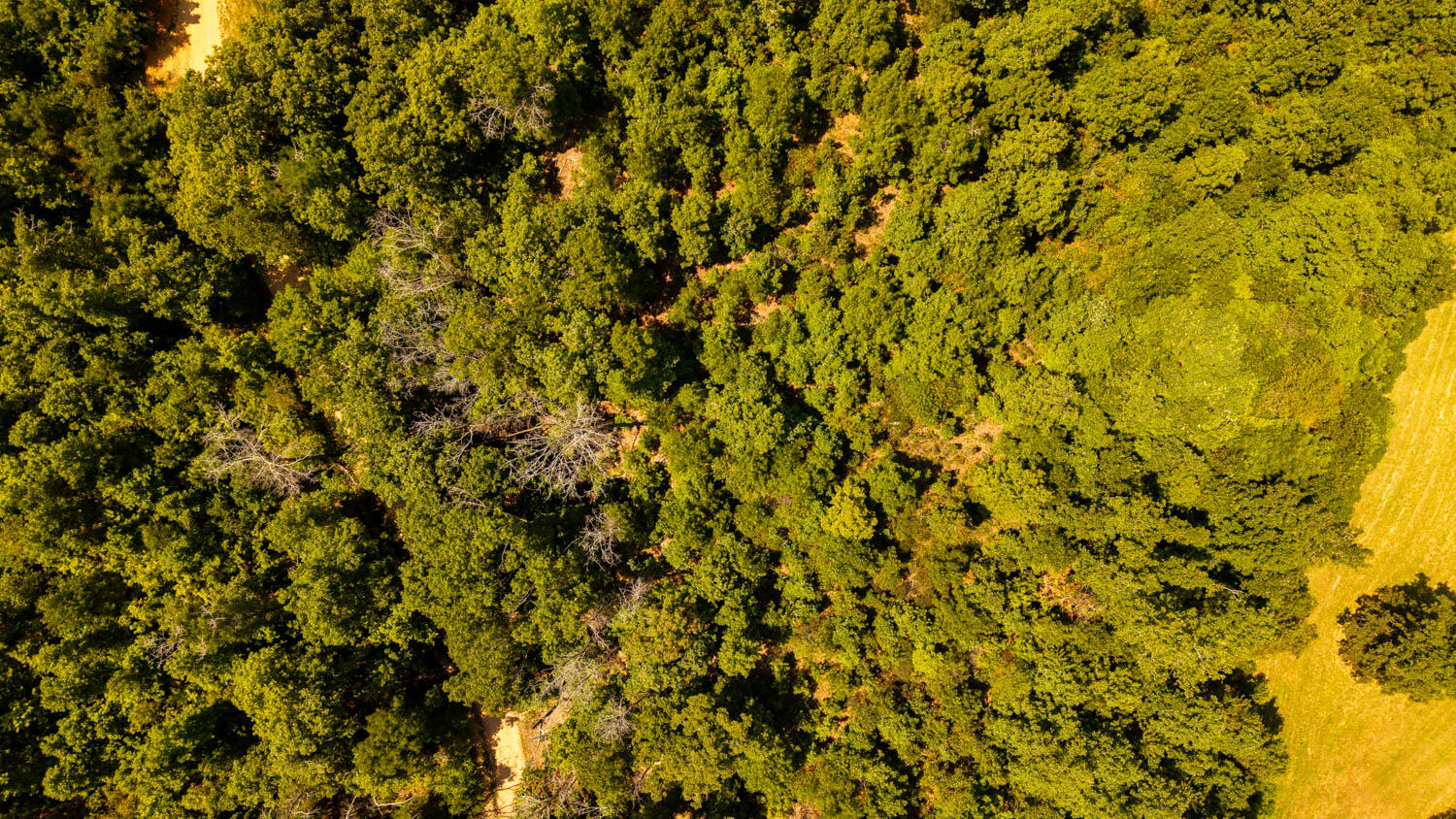 Photo 60 - Land for sale – Tbd  County Road 443   Birch Tree, MO