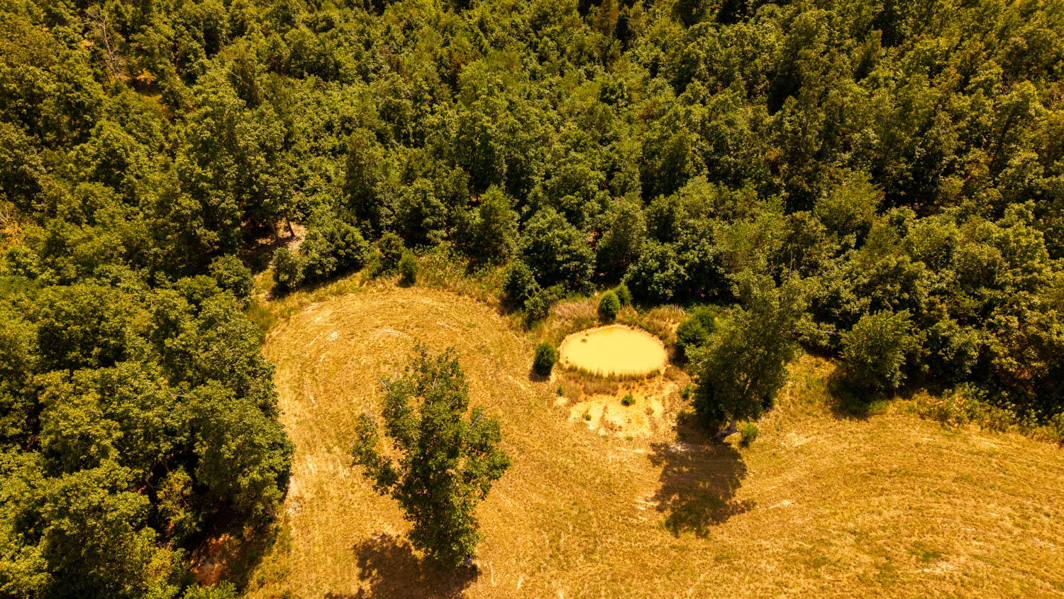 Photo 52 - Land for sale – Tbd  County Road 443   Birch Tree, MO
