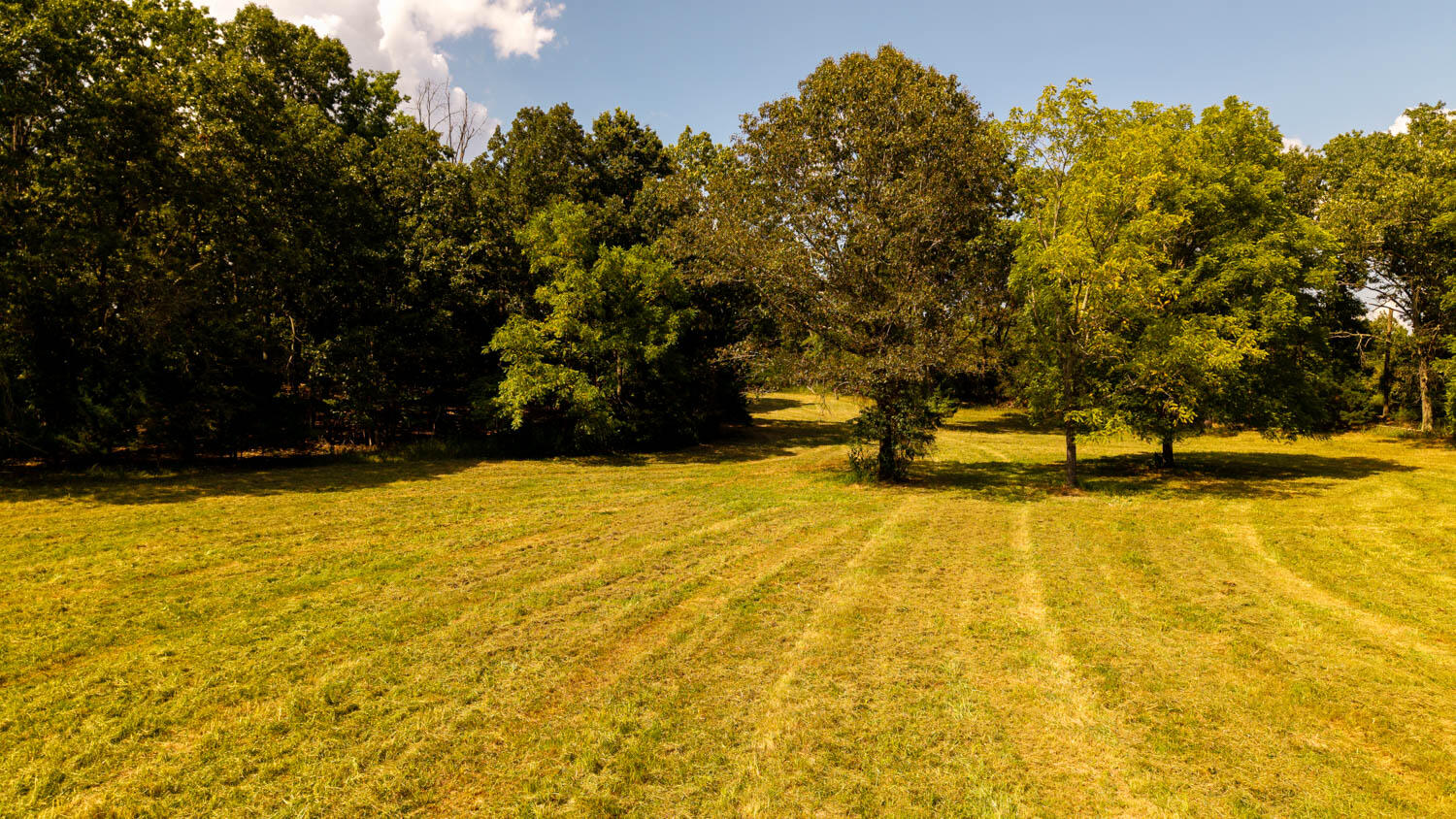 Photo 109 - Land for sale – Tbd  County Road 443   Birch Tree, MO