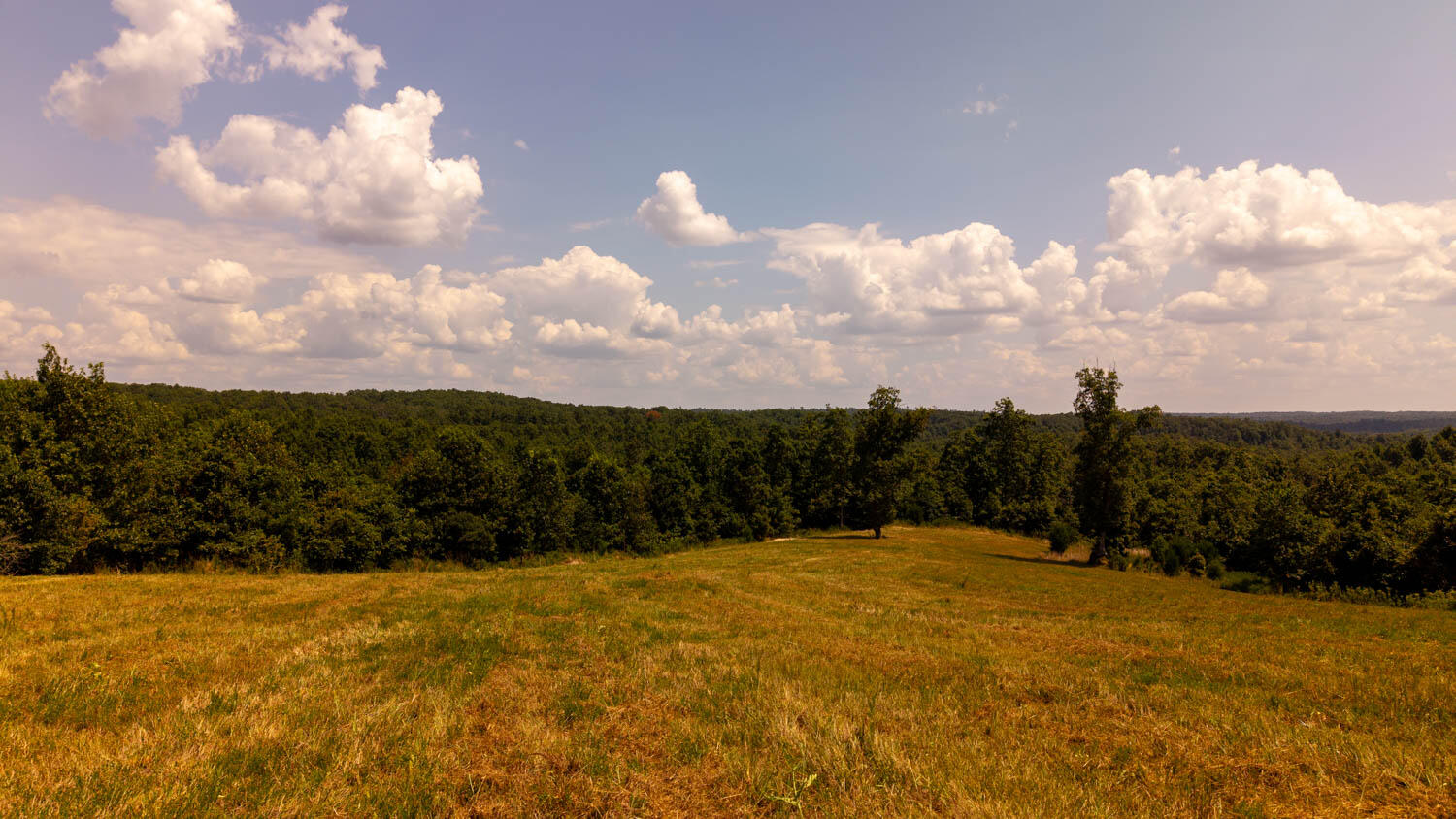 Photo 53 - Land for sale – Tbd  County Road 443   Birch Tree, MO