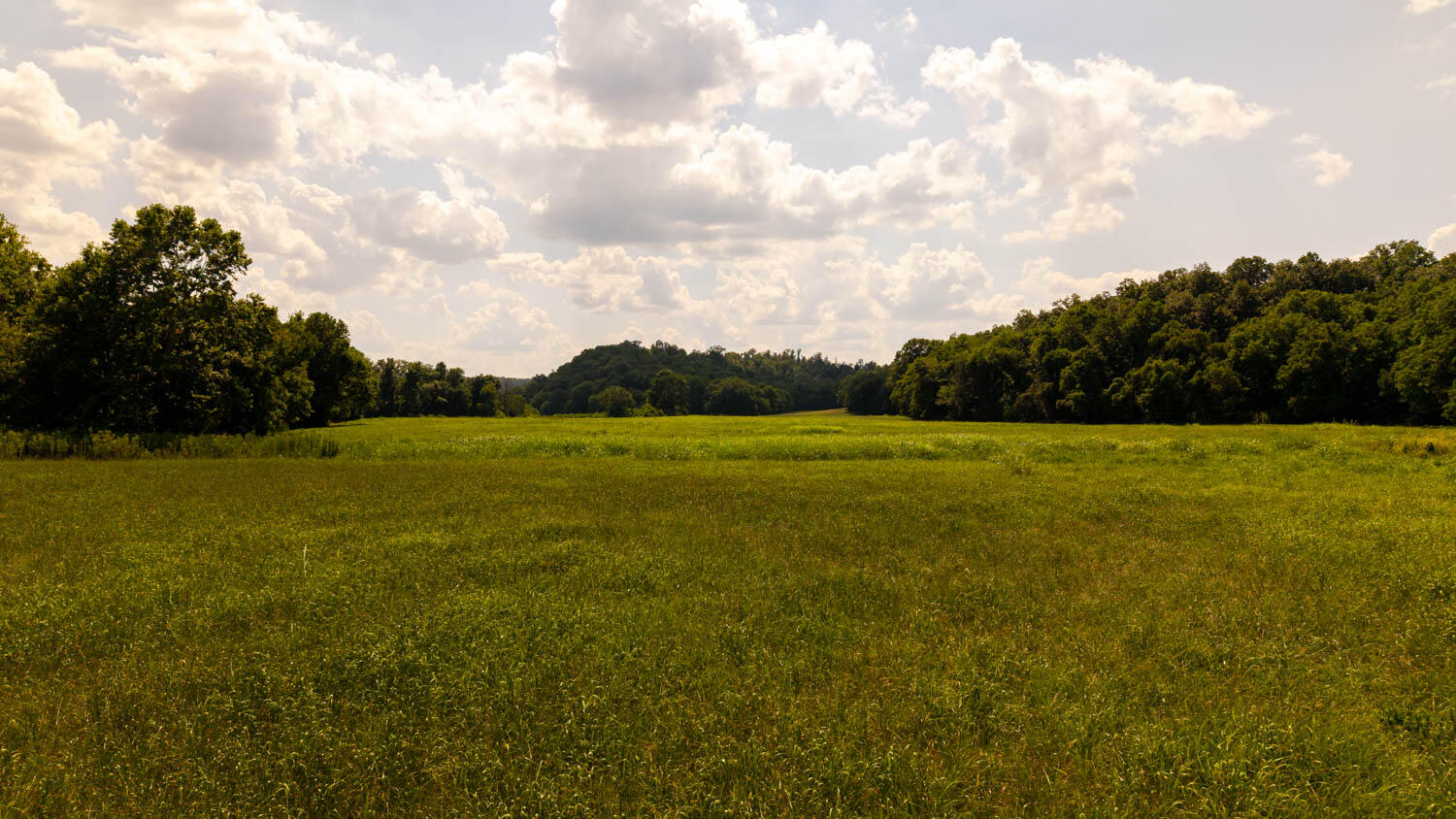 Photo 87 - Land for sale – Tbd  County Road 443   Birch Tree, MO