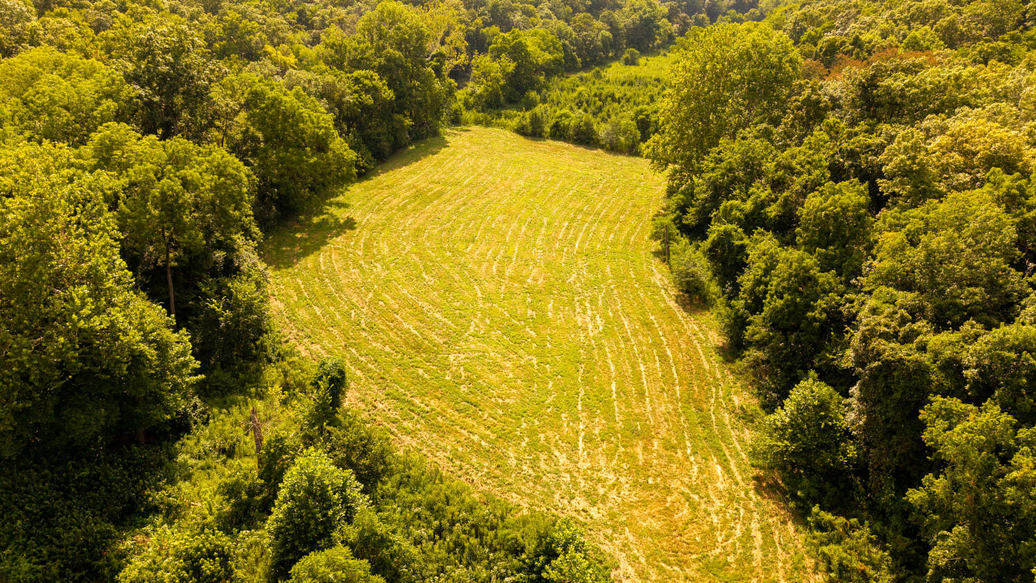 Photo 113 - Land for sale – Tbd  County Road 443   Birch Tree, MO