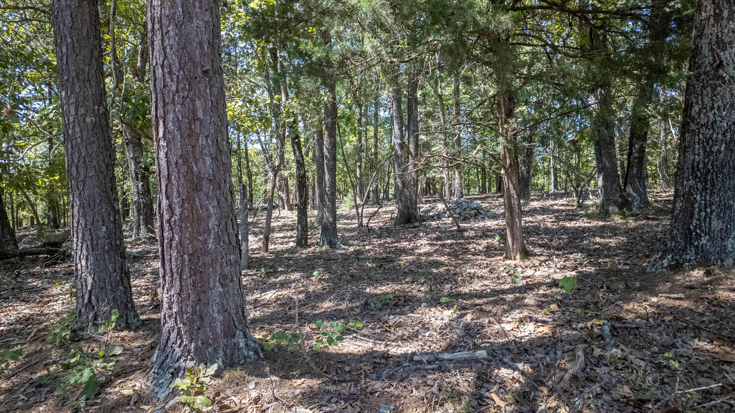 Photo 41 - Land for sale – Tbd  County Road 443   Birch Tree, MO