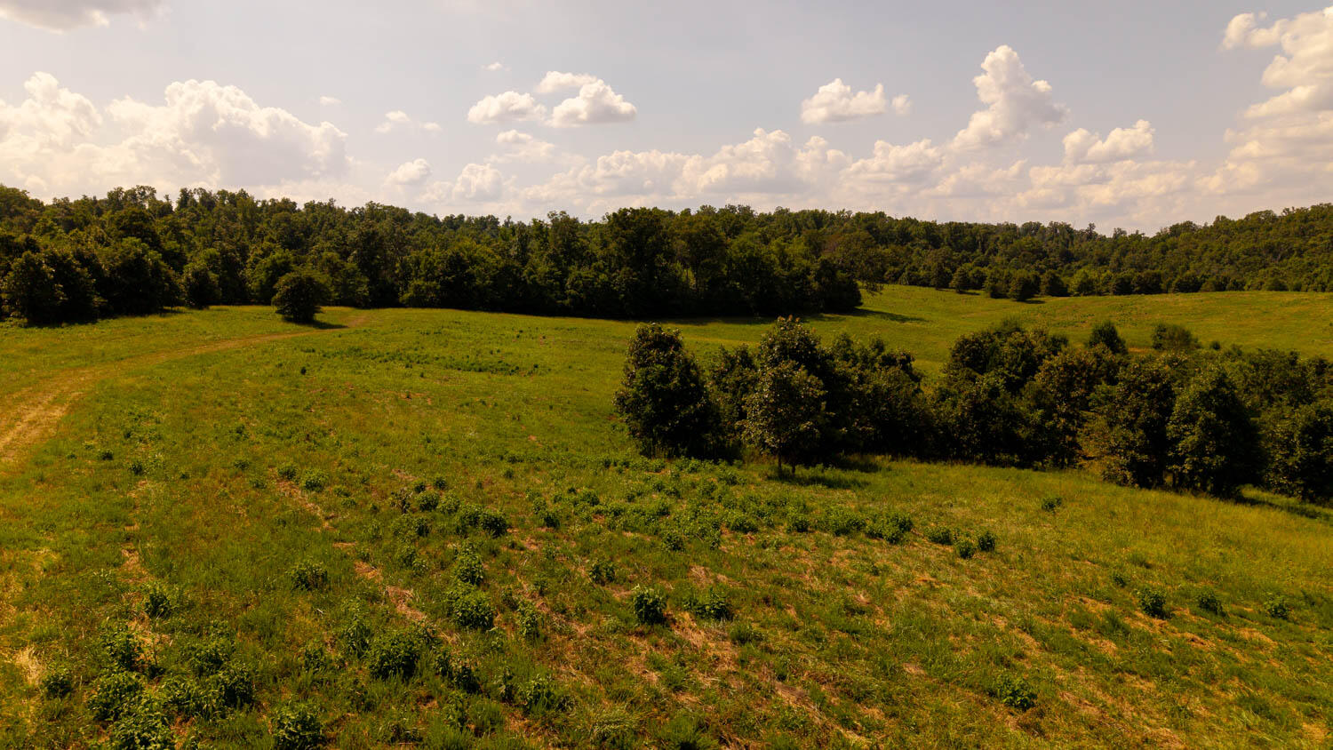Photo 83 - Land for sale – Tbd  County Road 443   Birch Tree, MO