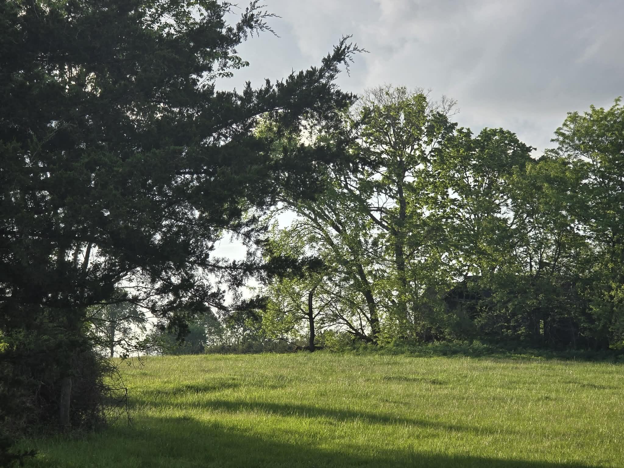 Photo 3 - Land for sale – Tbd  501 Rd 80+/- Acres   Clinton, MO