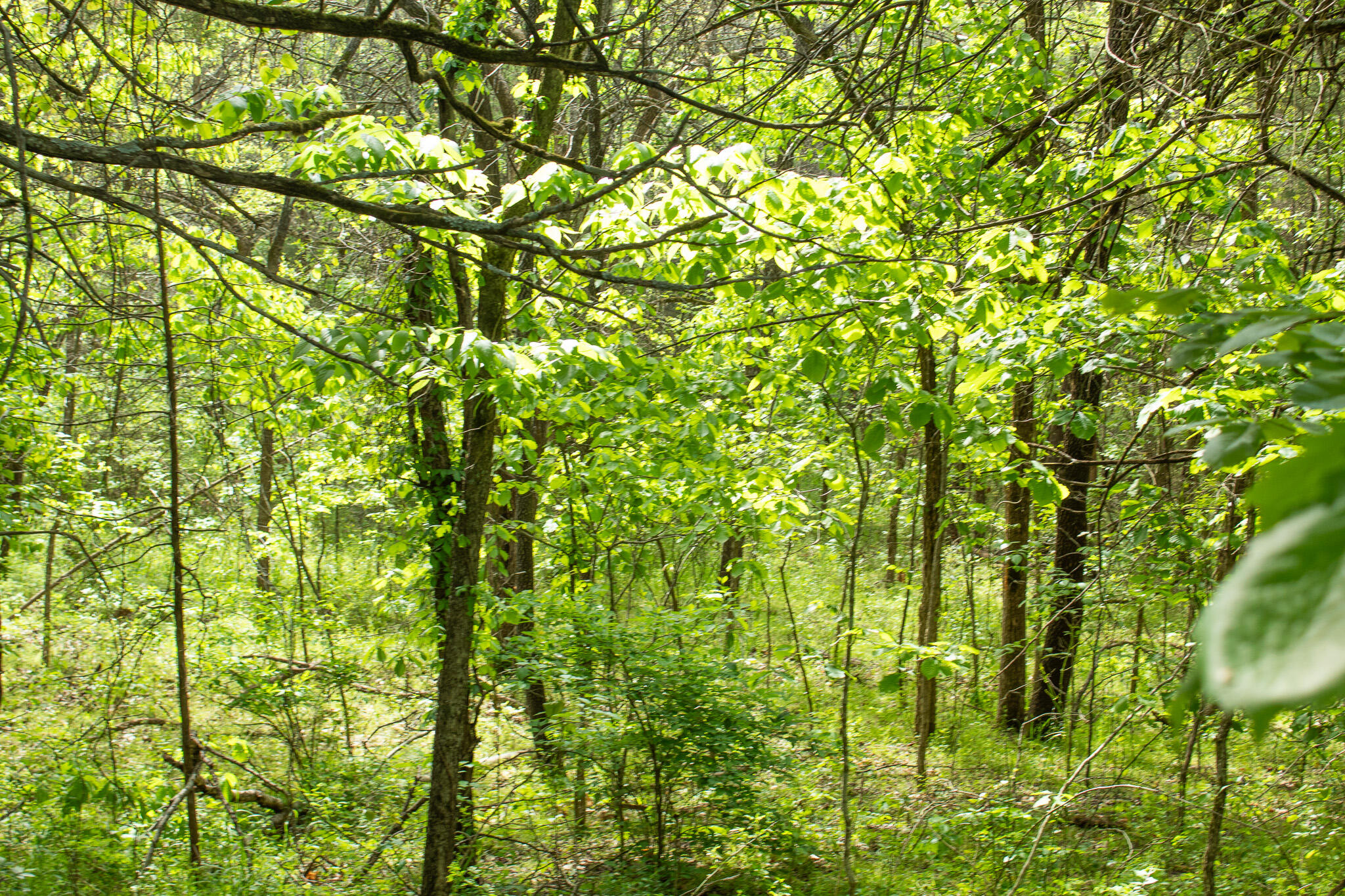 Photo 23 - Land for sale – 000  Terrace Lane  Cape Fair, MO