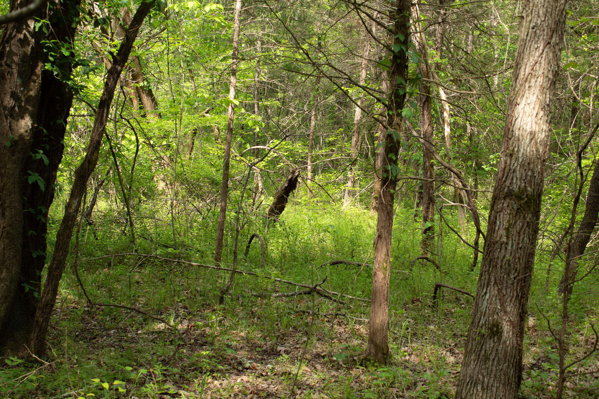 Photo 18 - Land for sale – 000  Terrace Lane  Cape Fair, MO