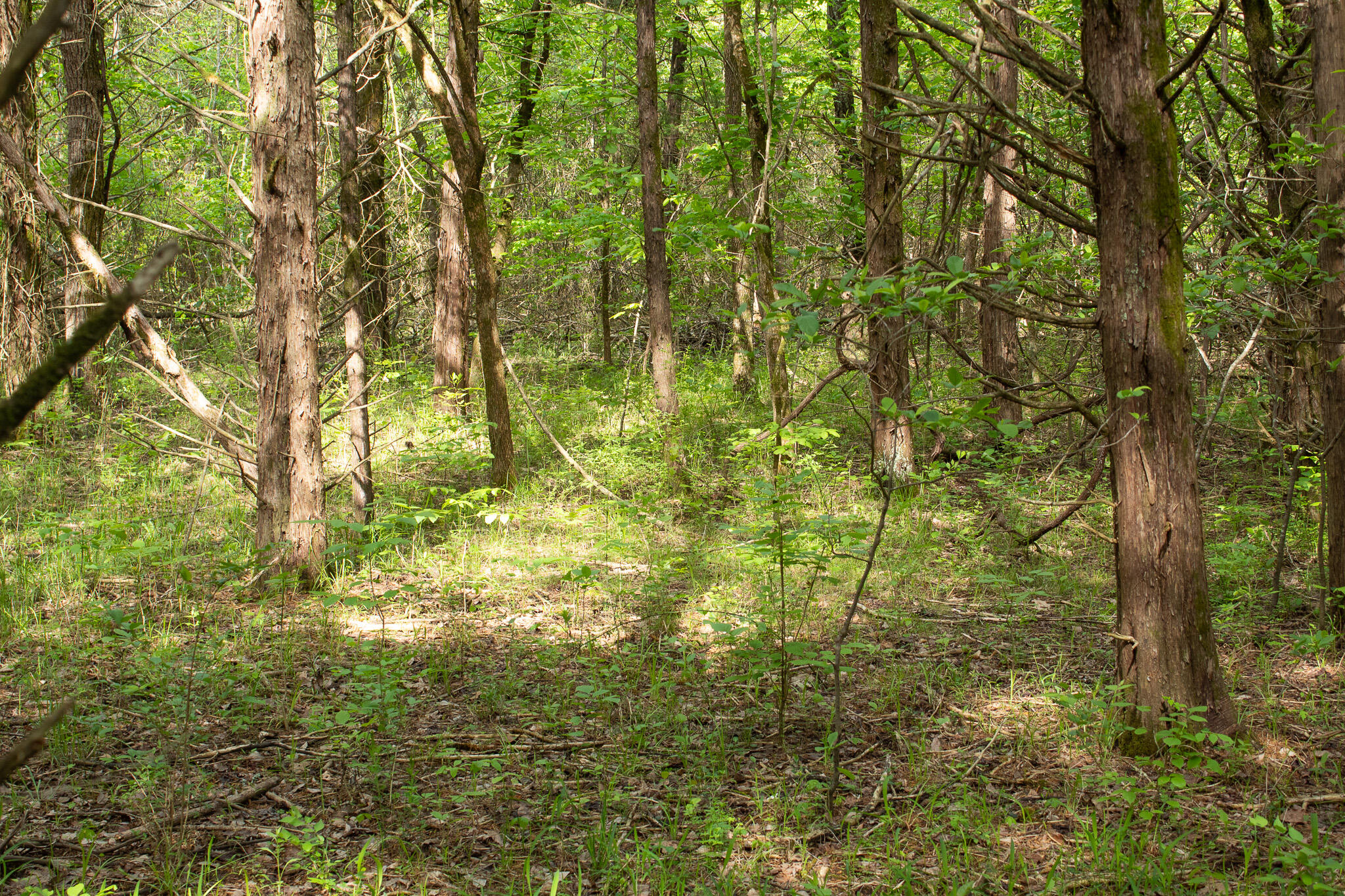 Photo 15 - Land for sale – 000  Terrace Lane  Cape Fair, MO