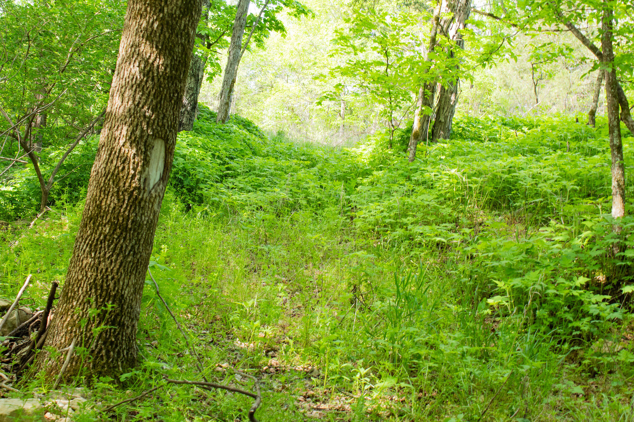 Photo 6 - Land for sale – 000  Terrace Lane  Cape Fair, MO
