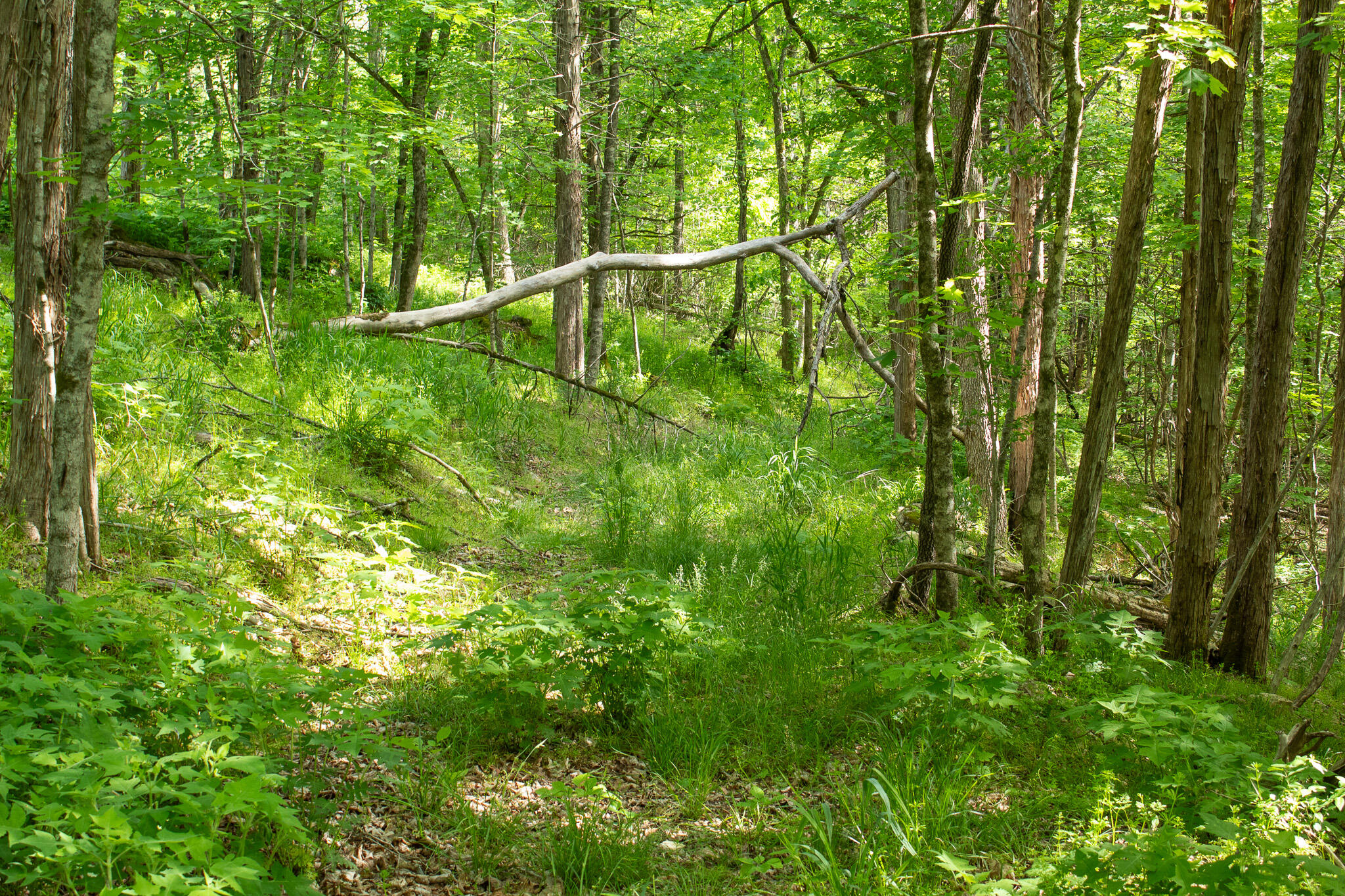 Photo 5 - Land for sale – 000  Terrace Lane  Cape Fair, MO
