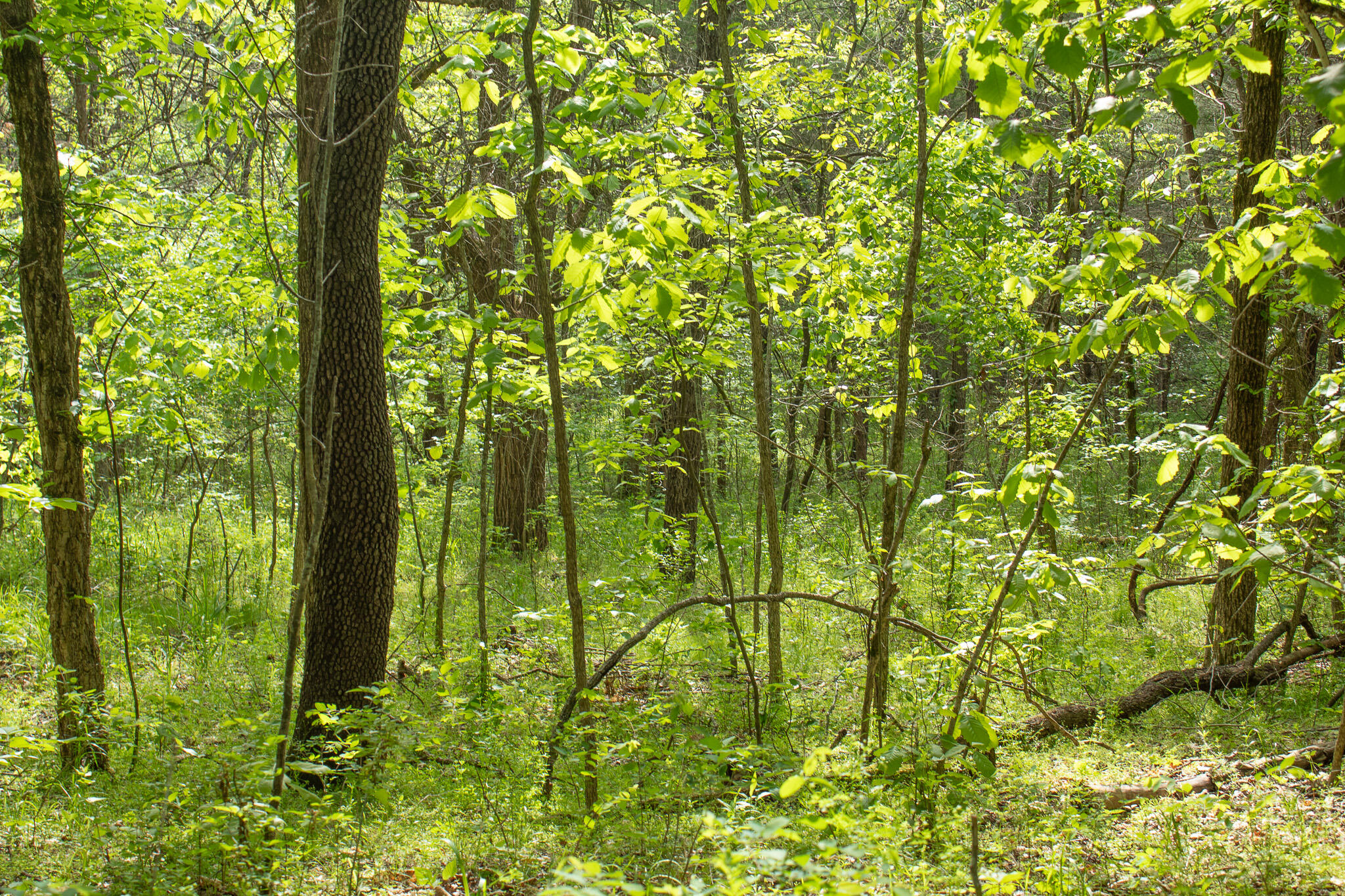 Photo 22 - Land for sale – 000  Terrace Lane  Cape Fair, MO
