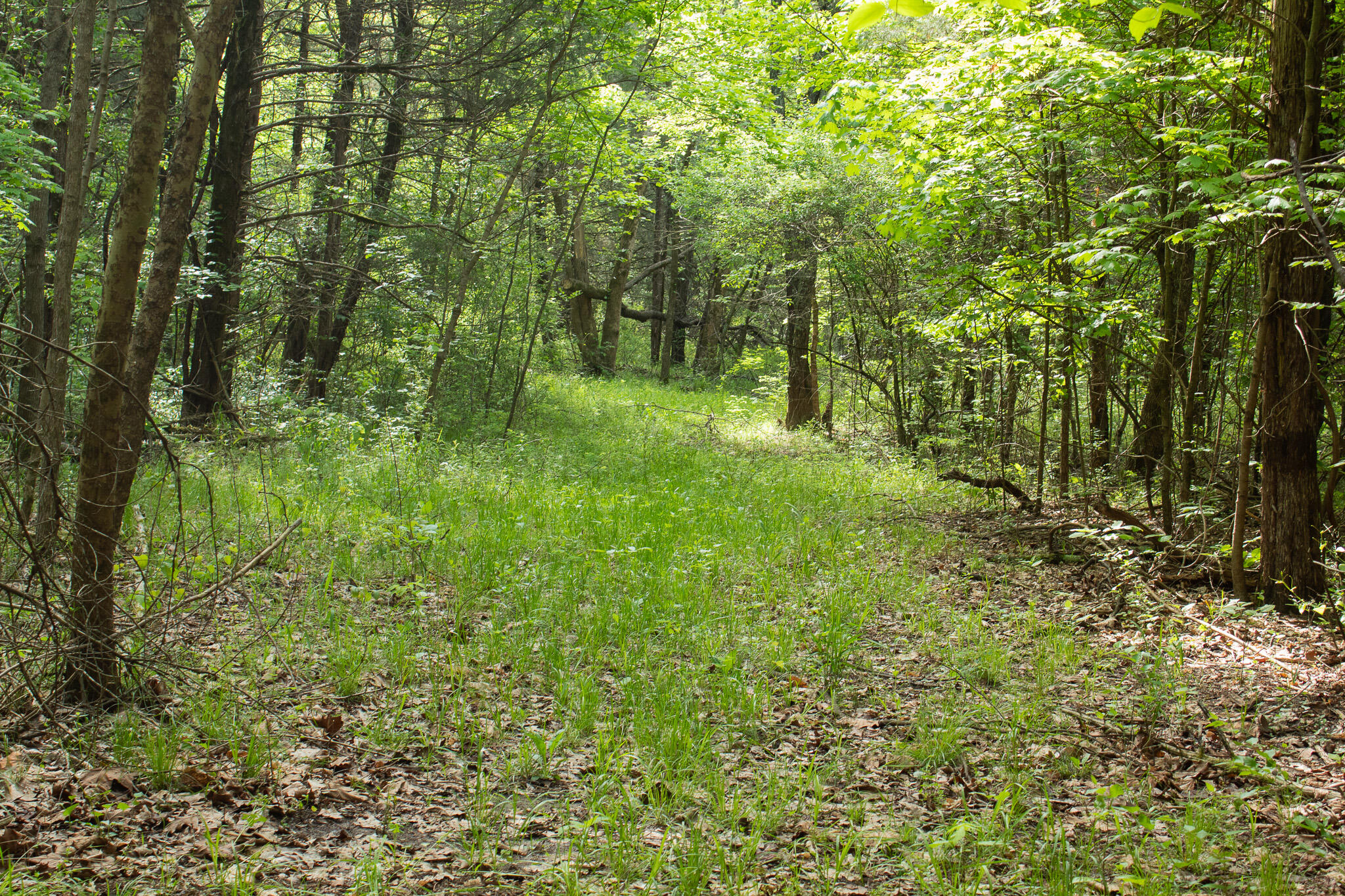 Photo 9 - Land for sale – 000  Terrace Lane  Cape Fair, MO