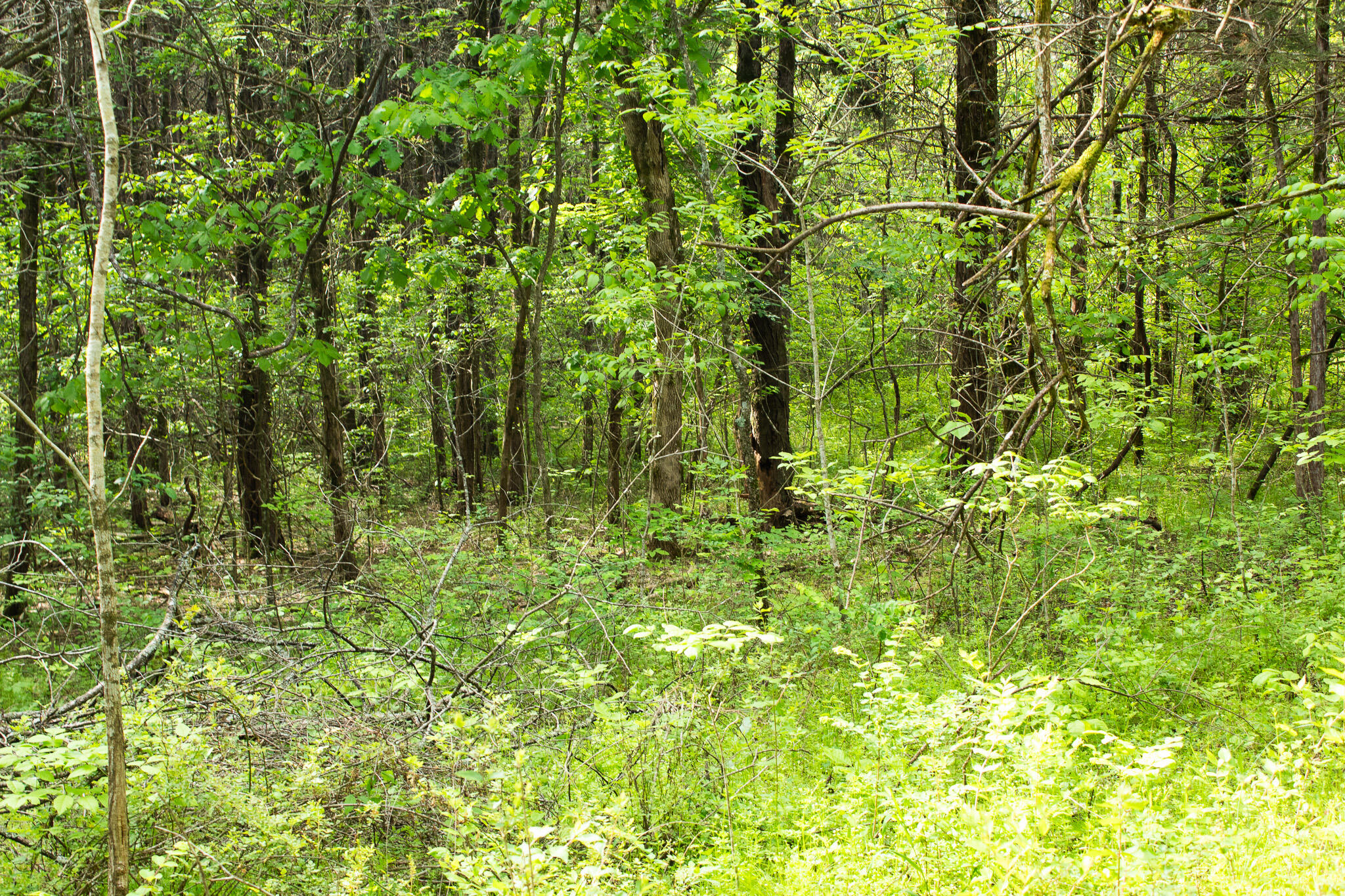 Photo 19 - Land for sale – 000  Terrace Lane  Cape Fair, MO
