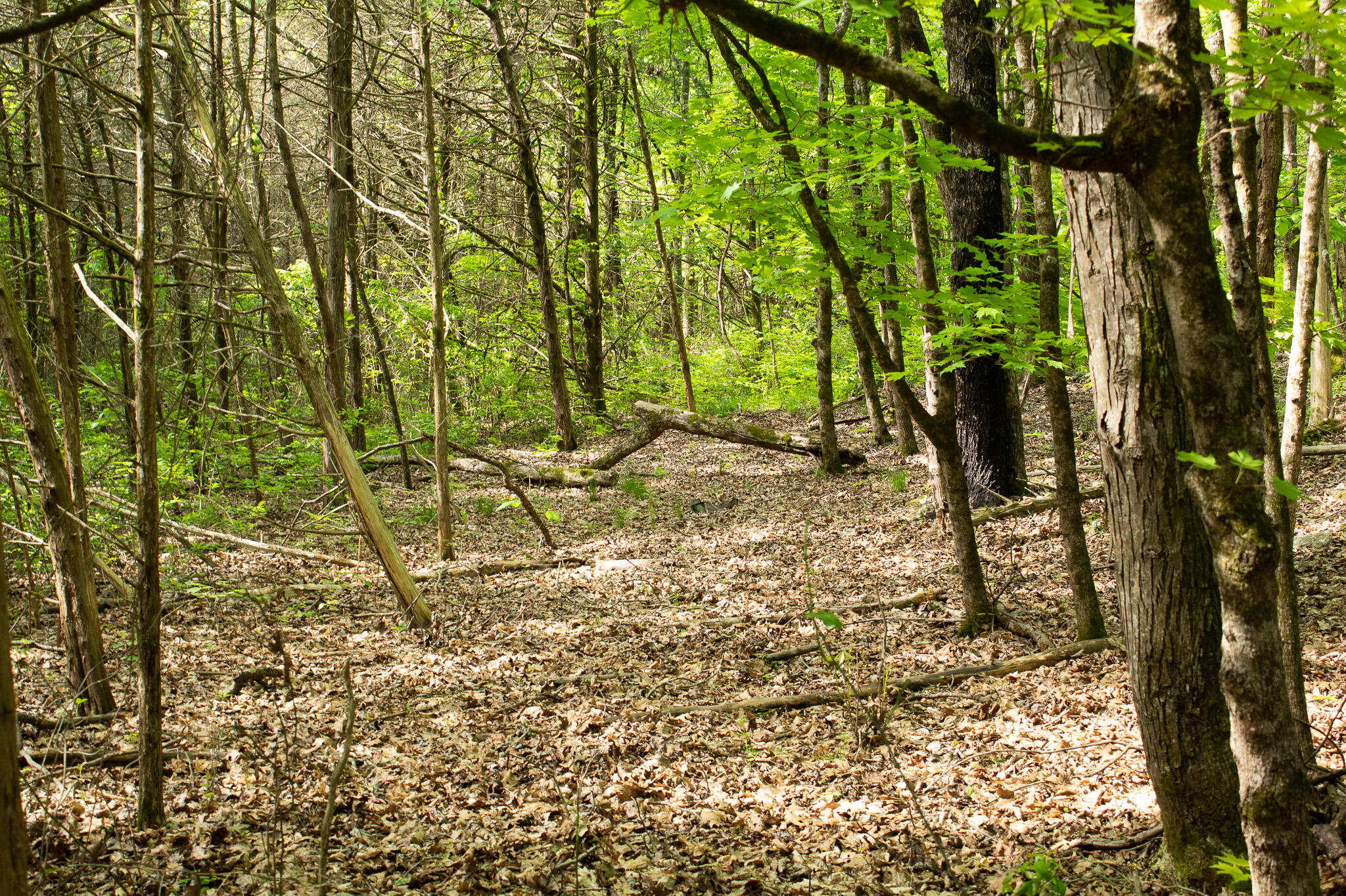 Photo 7 - Land for sale – 000  Terrace Lane  Cape Fair, MO