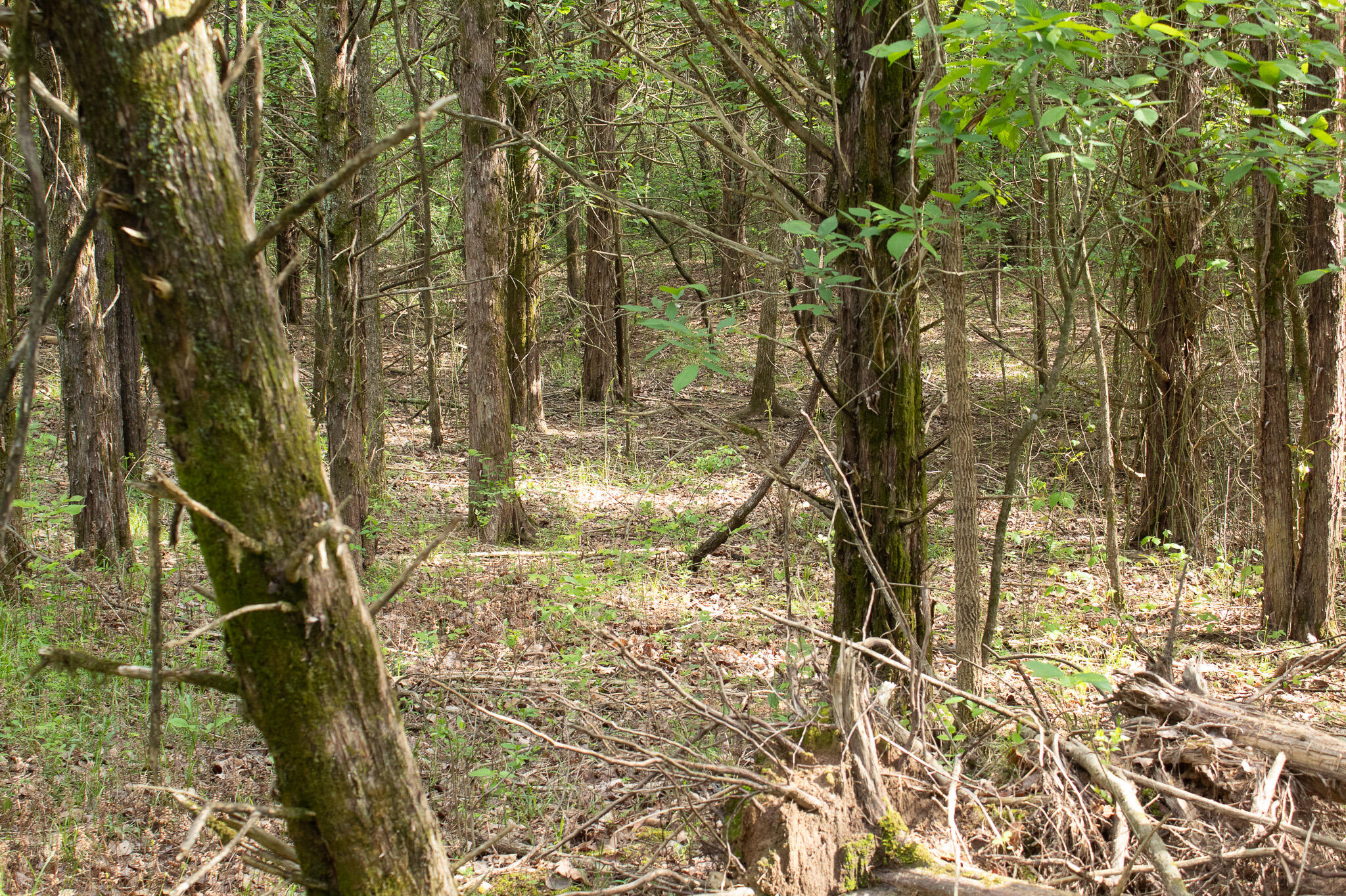 Photo 13 - Land for sale – 000  Terrace Lane  Cape Fair, MO