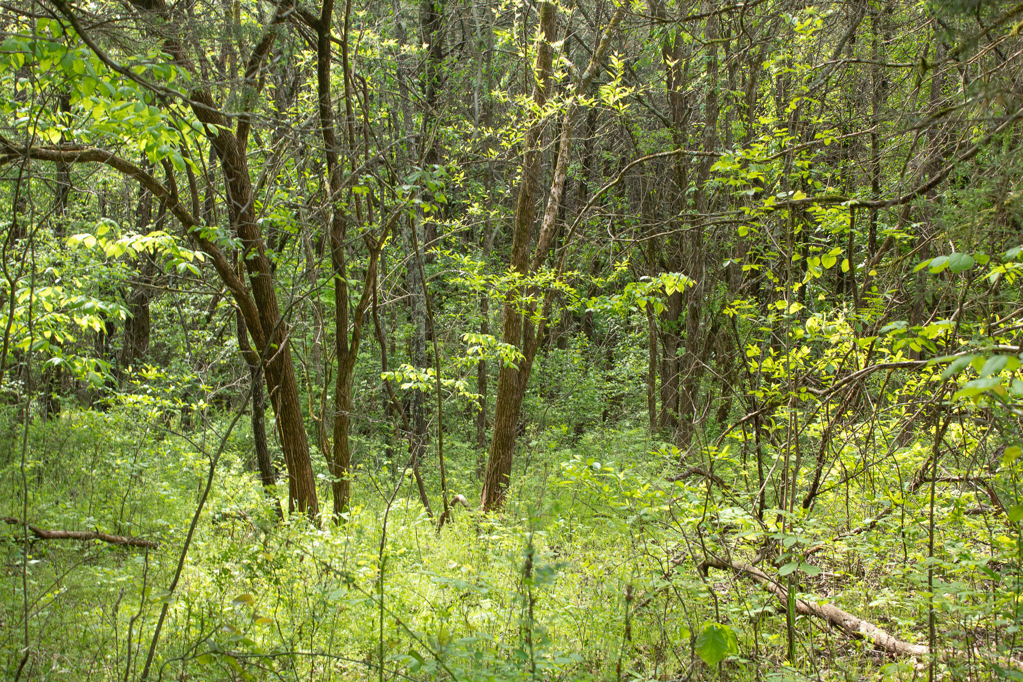 Photo 20 - Land for sale – 000  Terrace Lane  Cape Fair, MO