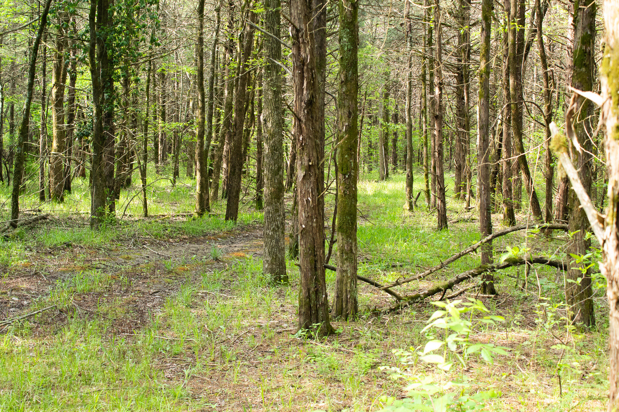 Photo 10 - Land for sale – 000  Terrace Lane  Cape Fair, MO