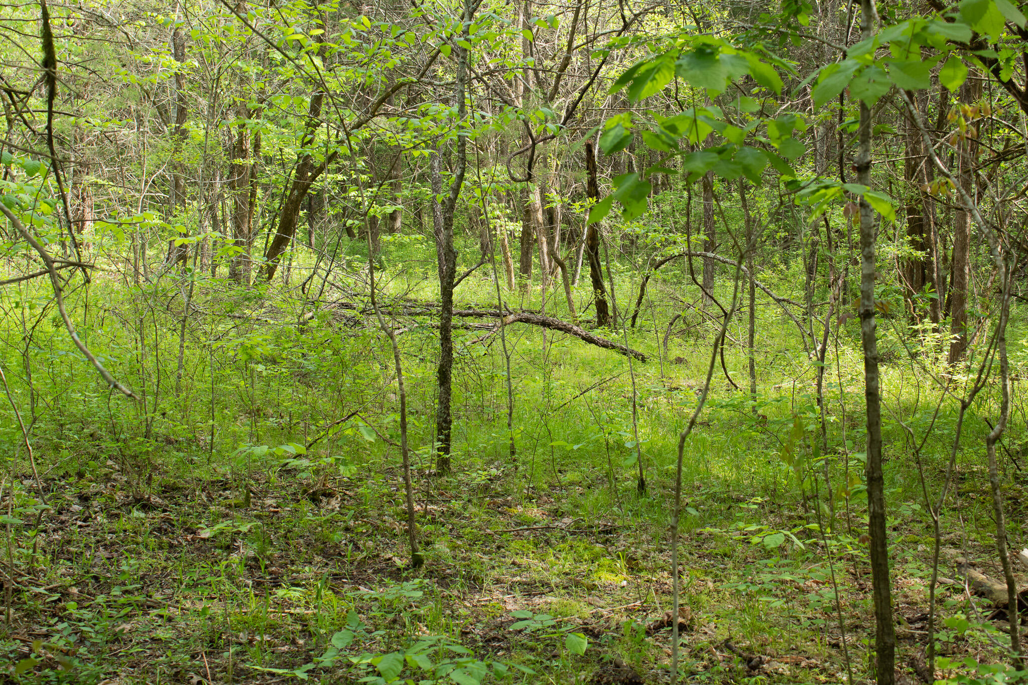 Photo 17 - Land for sale – 000  Terrace Lane  Cape Fair, MO