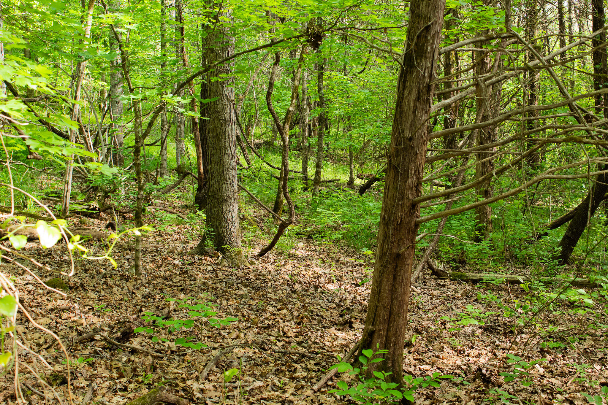 Photo 8 - Land for sale – 000  Terrace Lane  Cape Fair, MO