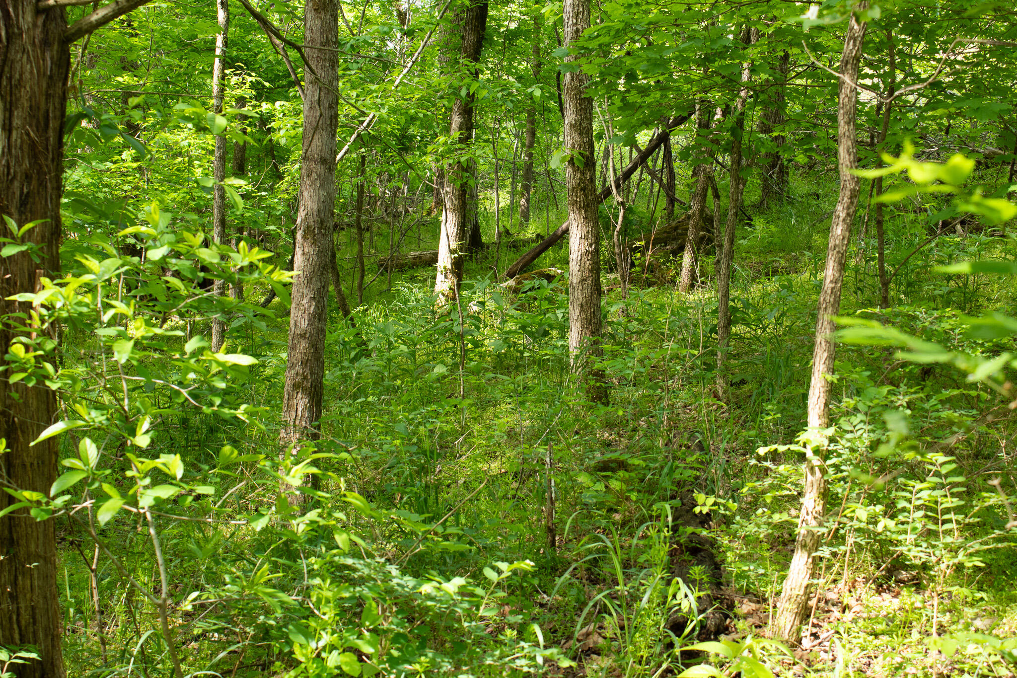 Photo 21 - Land for sale – 000  Terrace Lane  Cape Fair, MO