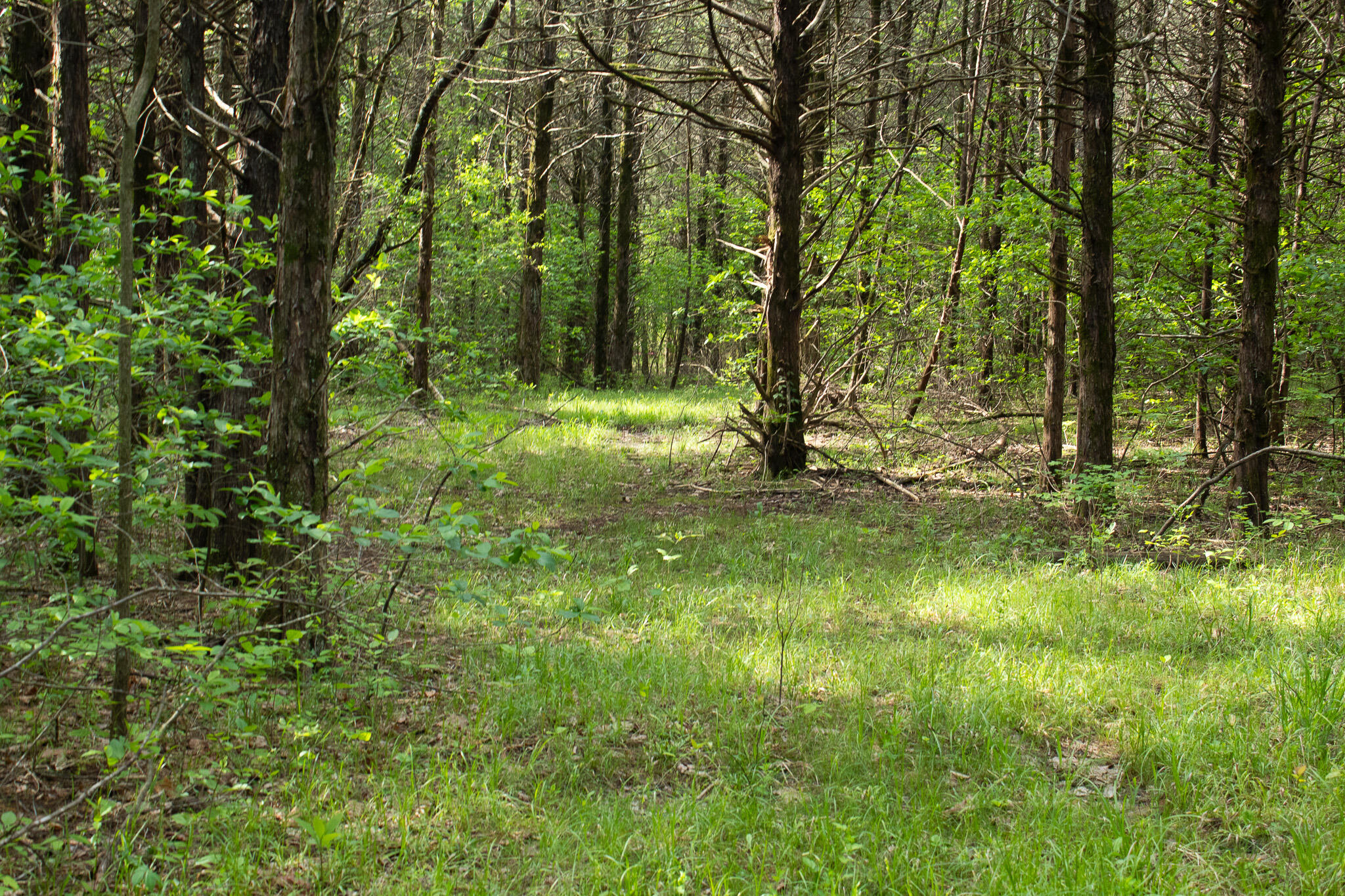 Photo 11 - Land for sale – 000  Terrace Lane  Cape Fair, MO