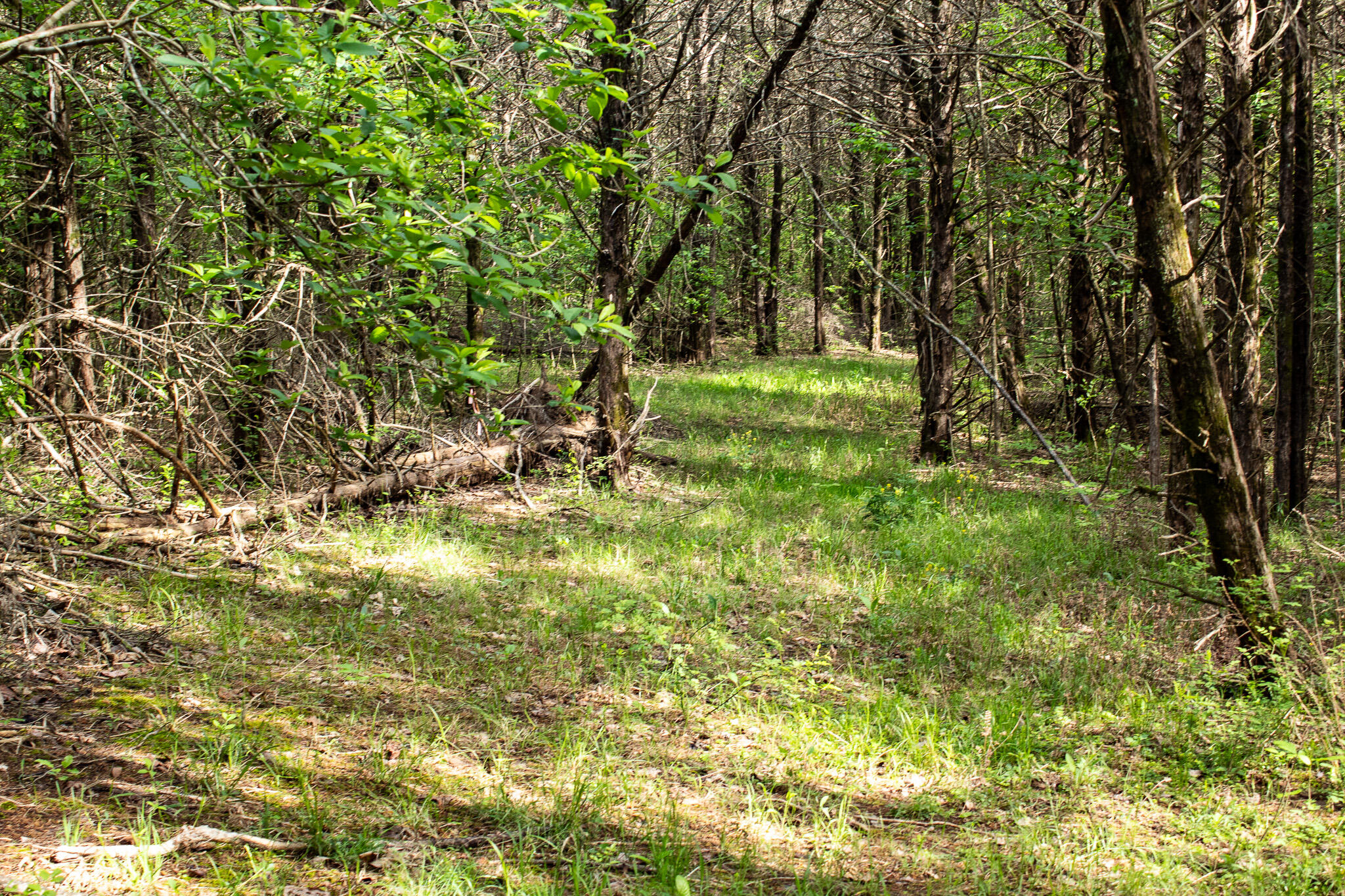 Photo 12 - Land for sale – 000  Terrace Lane  Cape Fair, MO