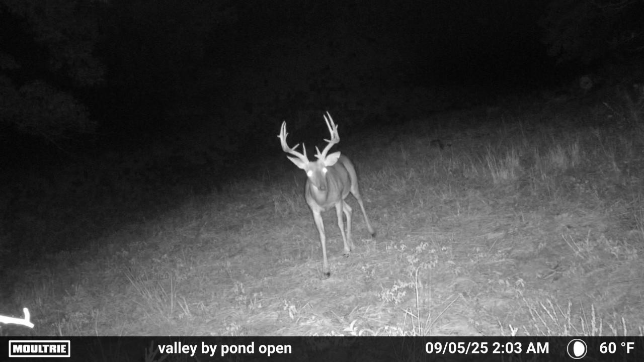Photo 6 - Land for sale – Co Rd 321  Route 5   Ava, MO