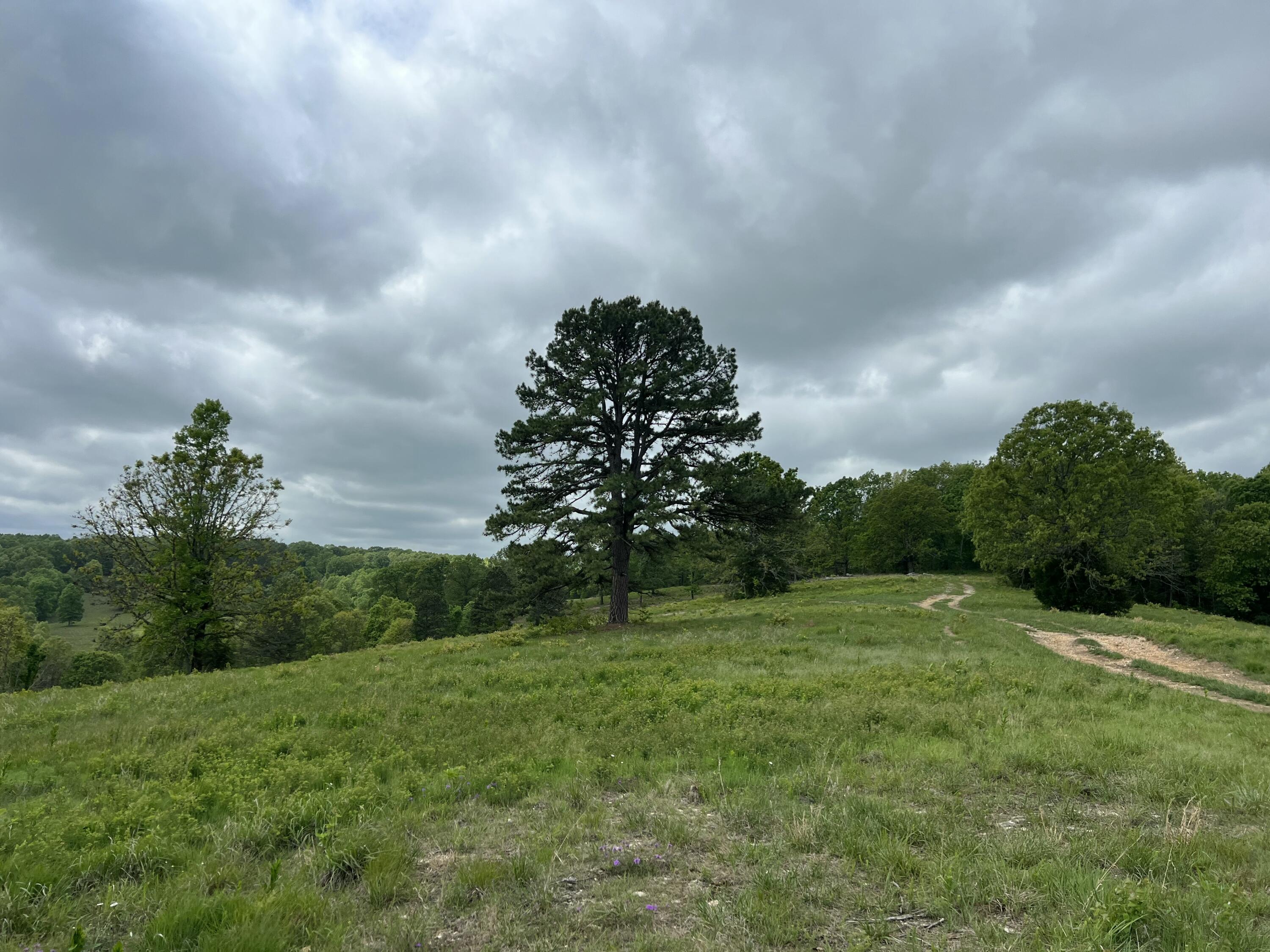 Photo 8 - Land for sale – Co Rd 321  Route 5   Ava, MO