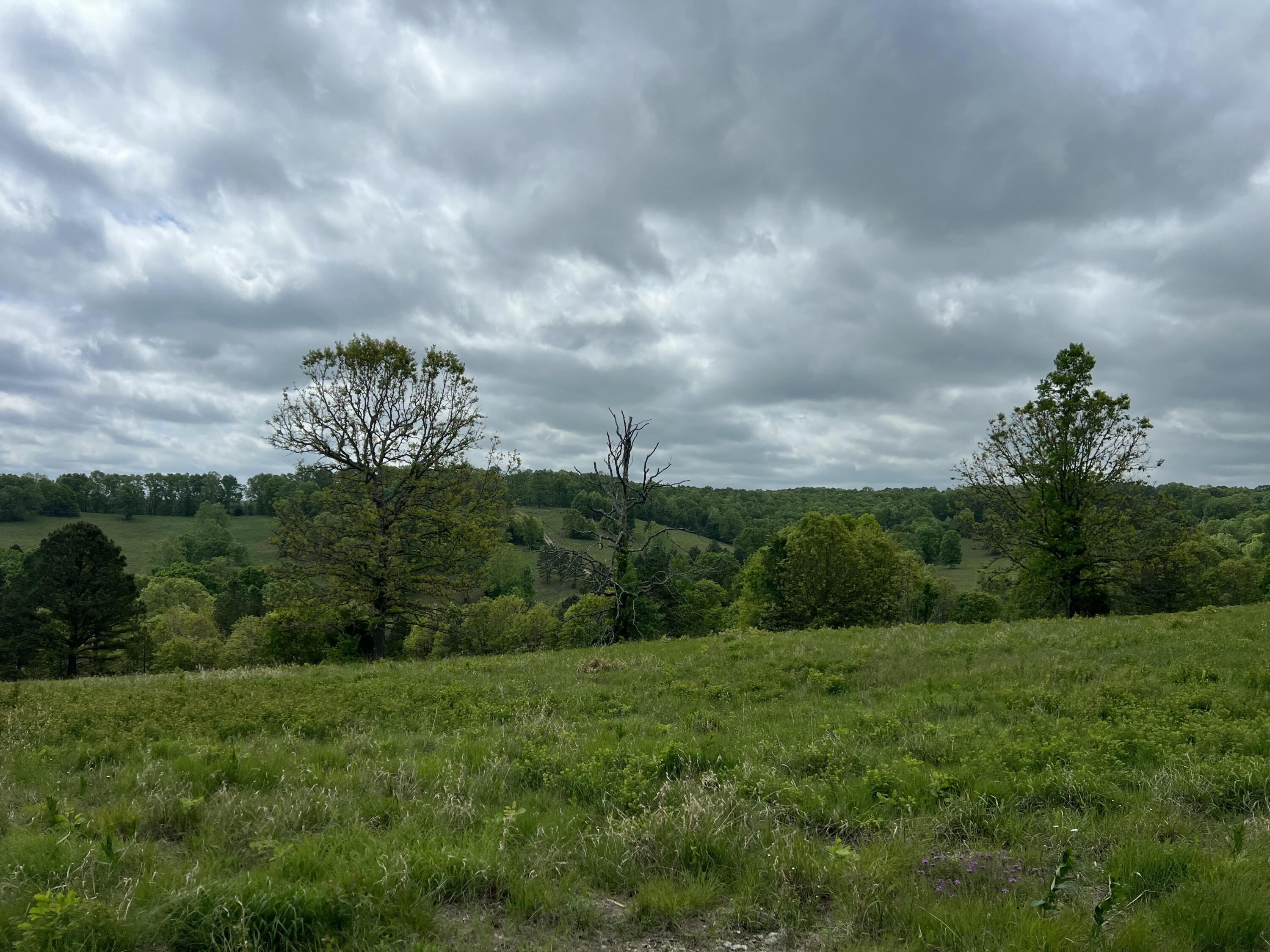 Photo 10 - Land for sale – Co Rd 321  Route 5   Ava, MO