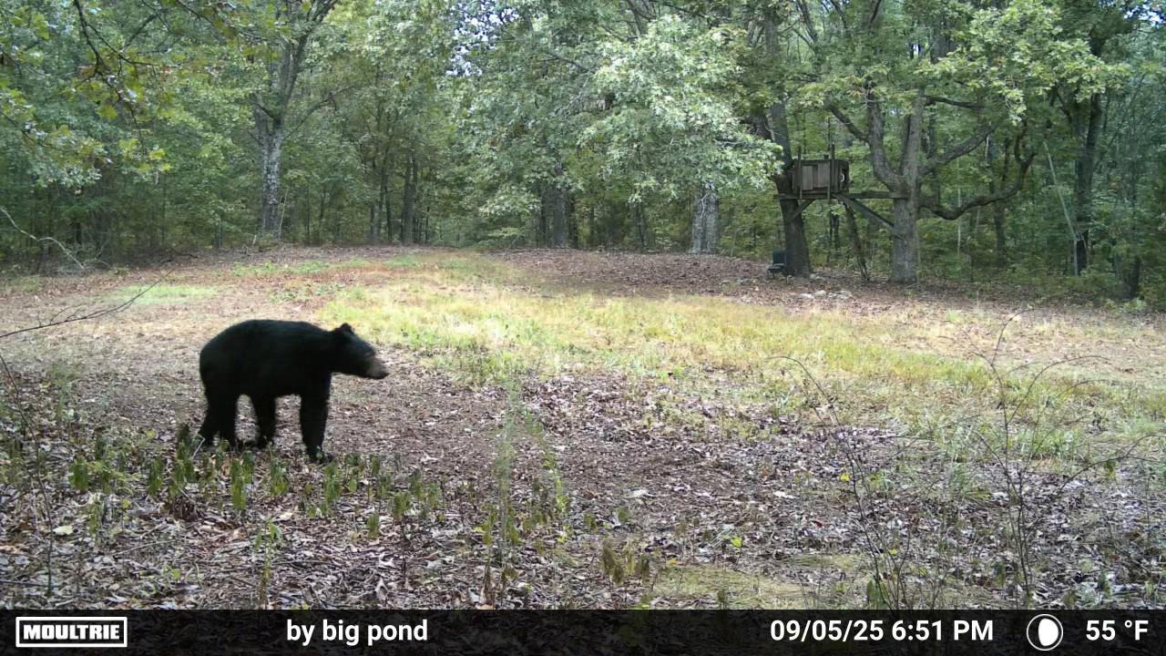 Photo 7 - Land for sale – Co Rd 321  Route 5   Ava, MO